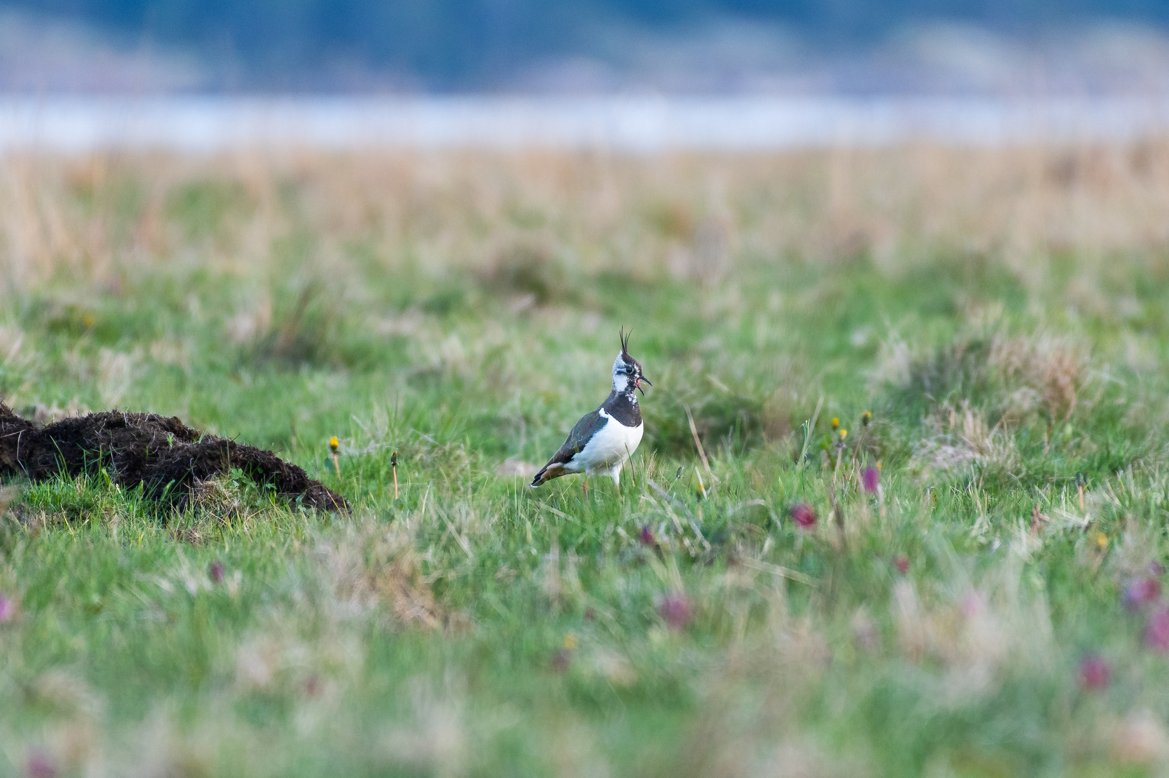 Tofsvipa (Vanellus vanellus)