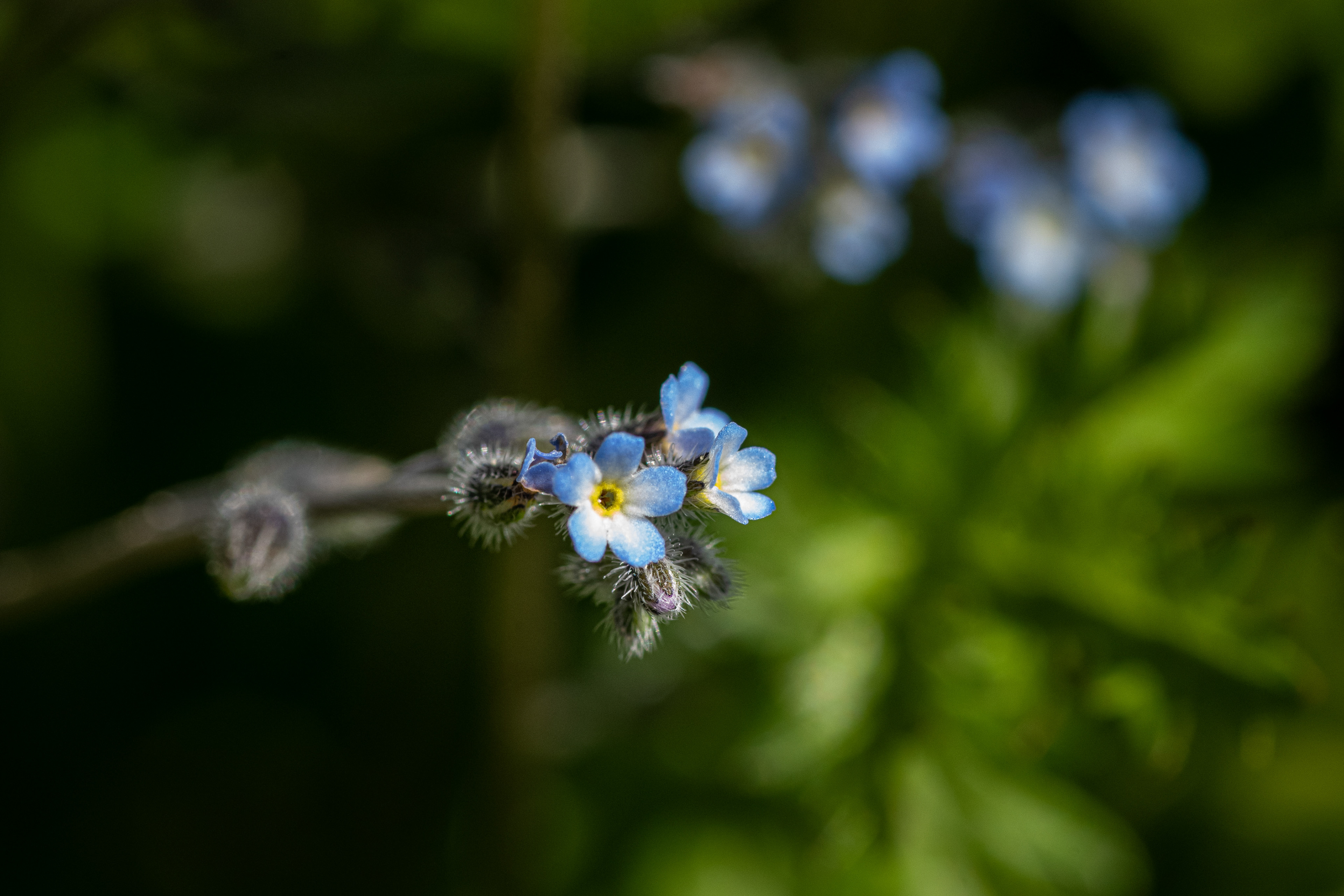 Boraginaceae