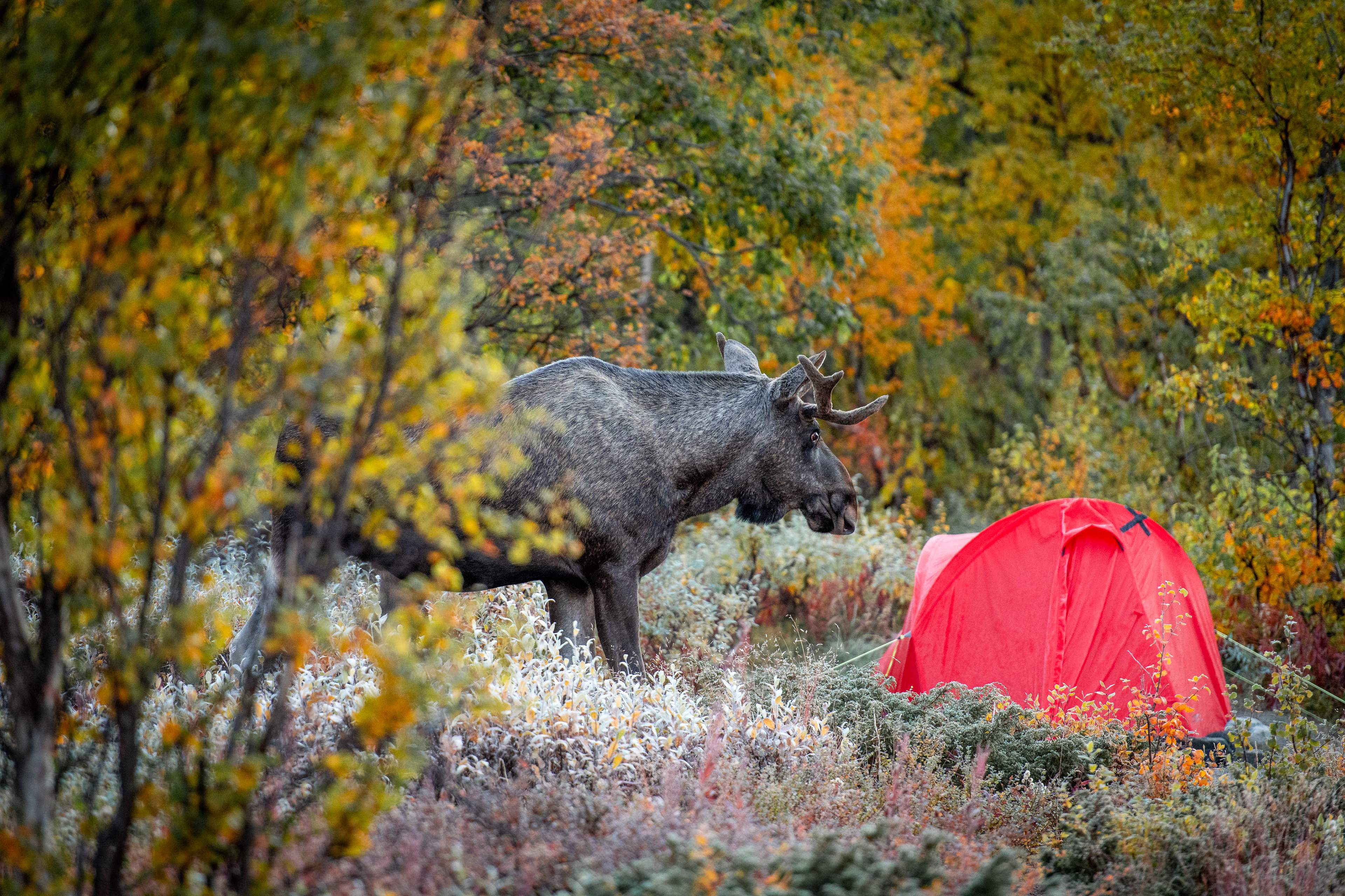 Hikers still asleep as moose looks at their tent