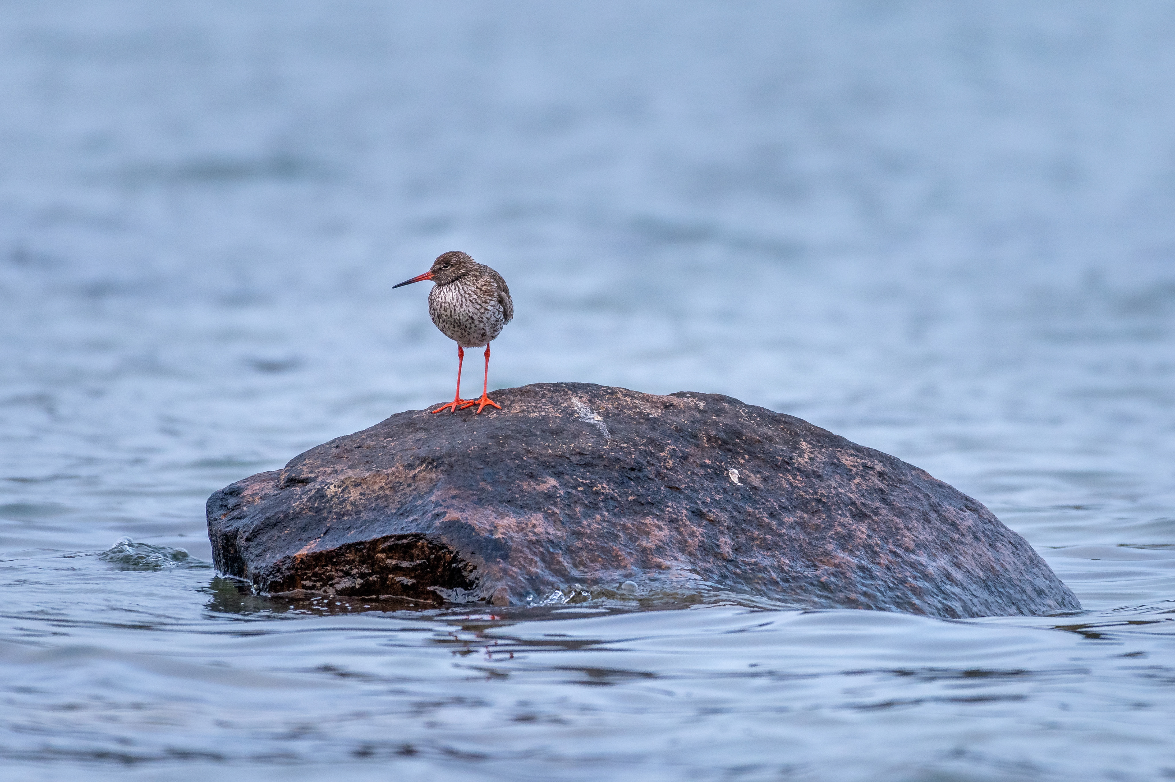 Rödbena (Tringa totanus)