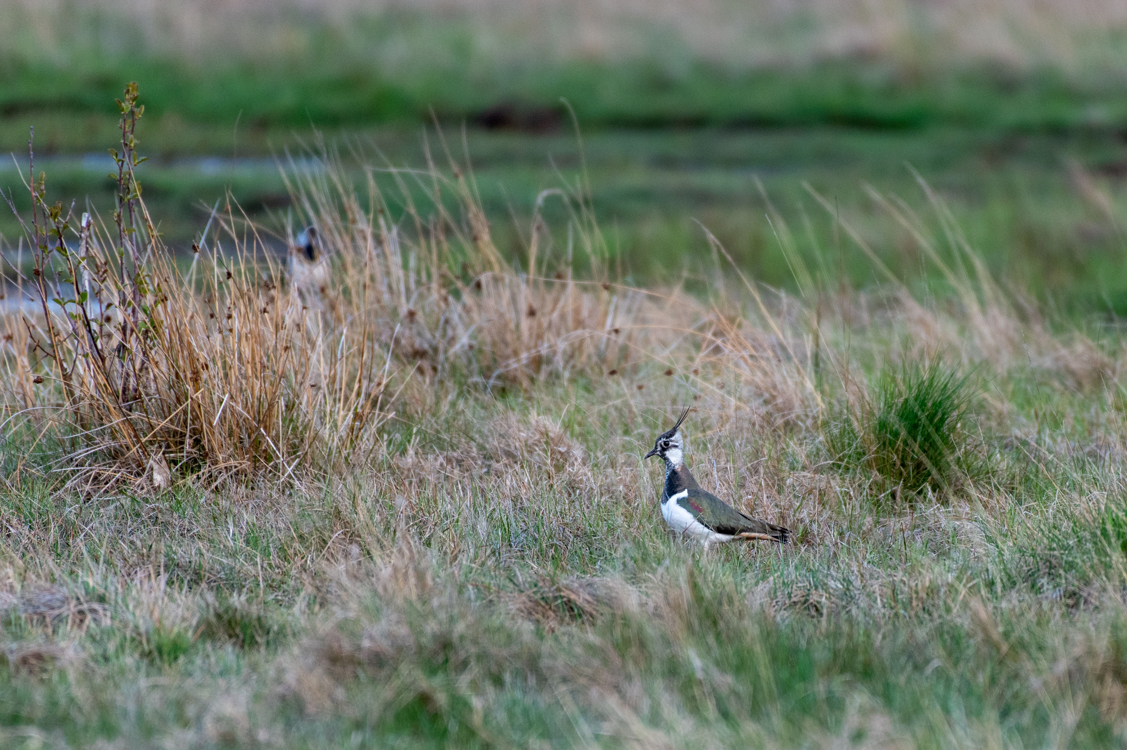 Tofsvipa (Vanellus vanellus)