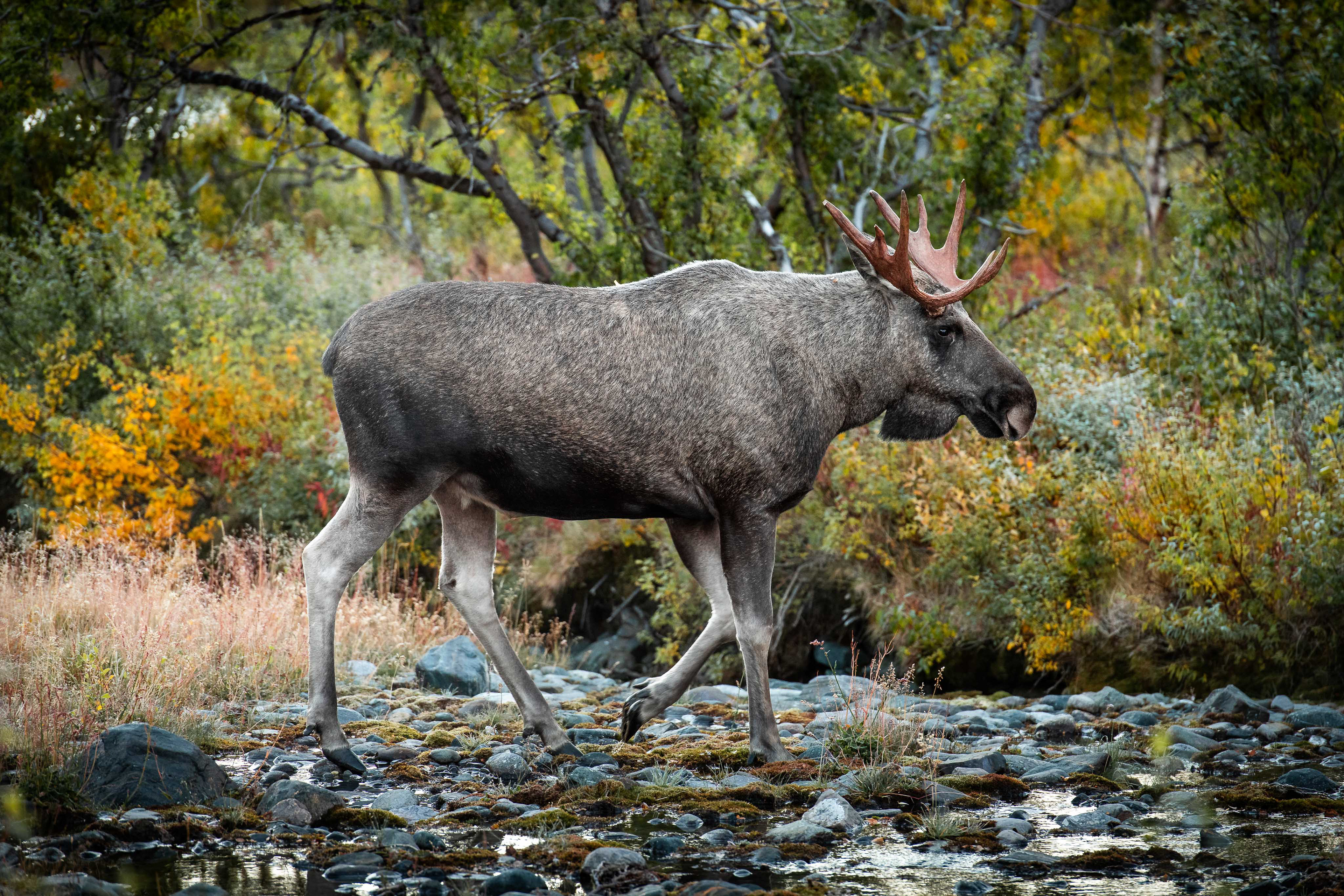 Moose in Vistasvagge