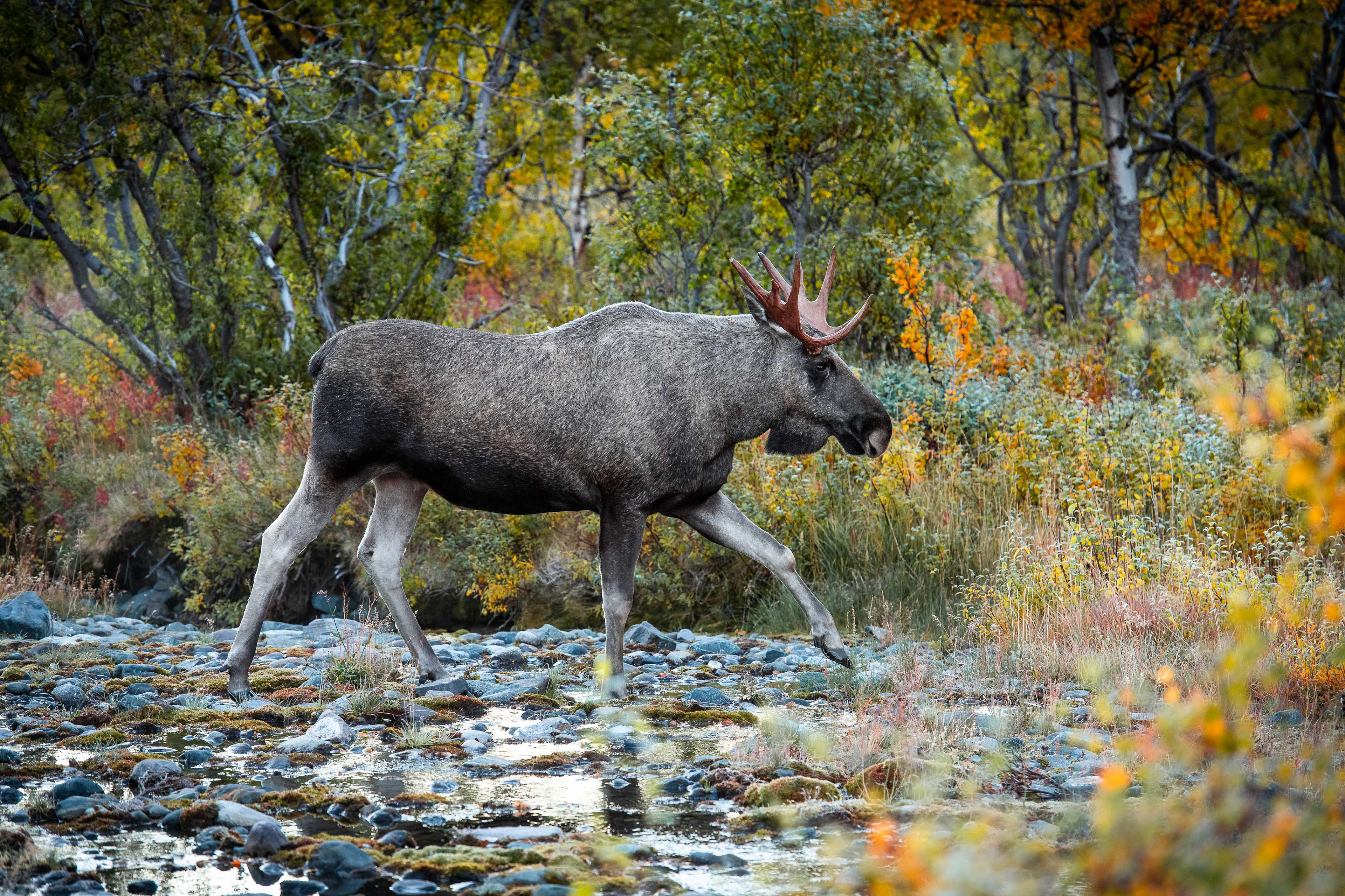 Moose in Vistasvagge