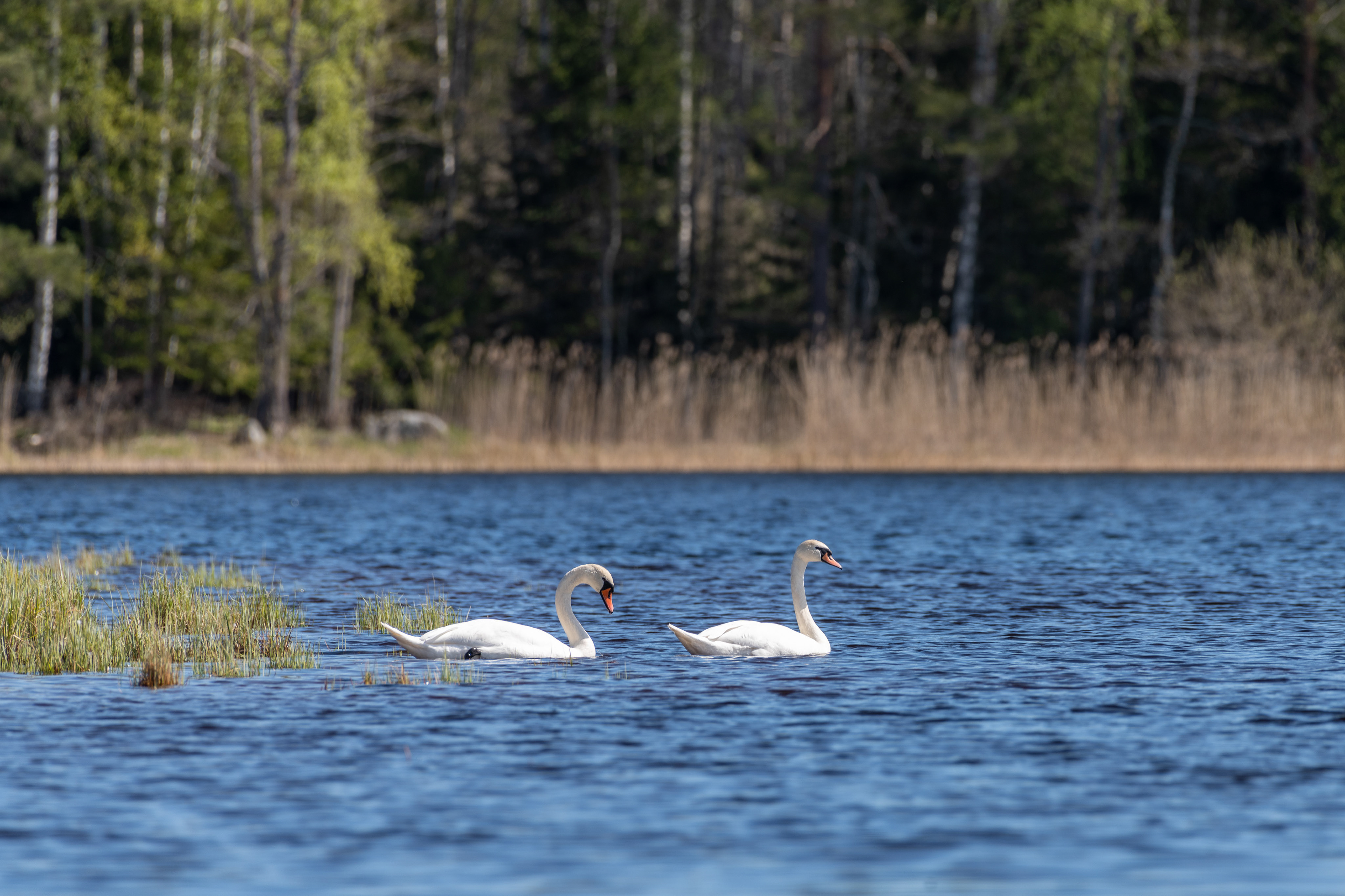 Swans near Tyttbo