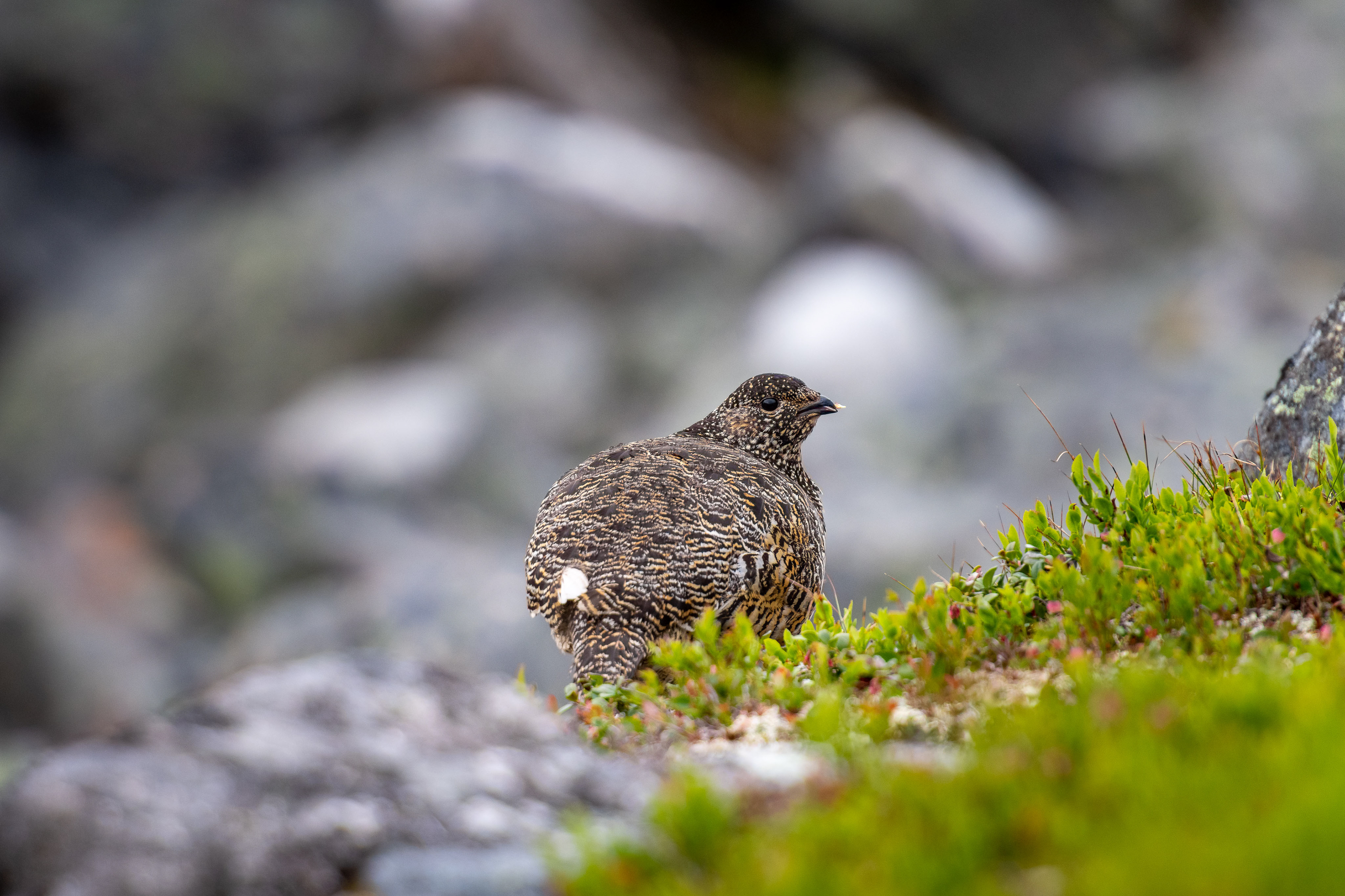 Rock ptarmigan (Lagopus muta)