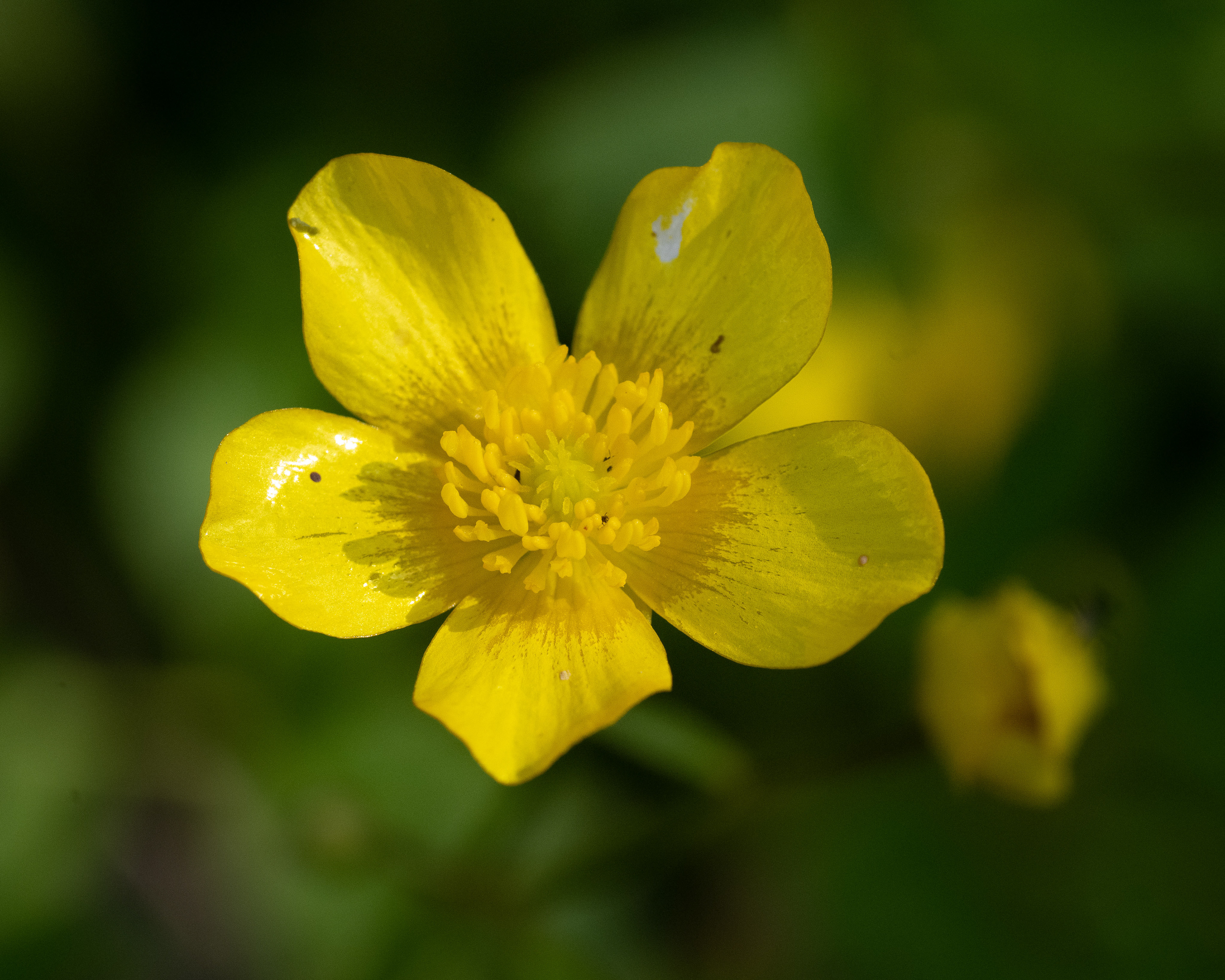 Ranunculus acris