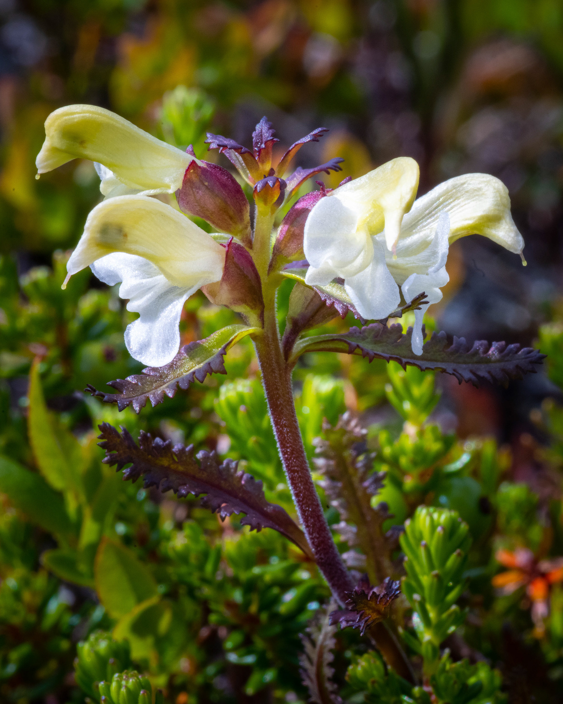 Lappspira (Pedicularis Lapponica)