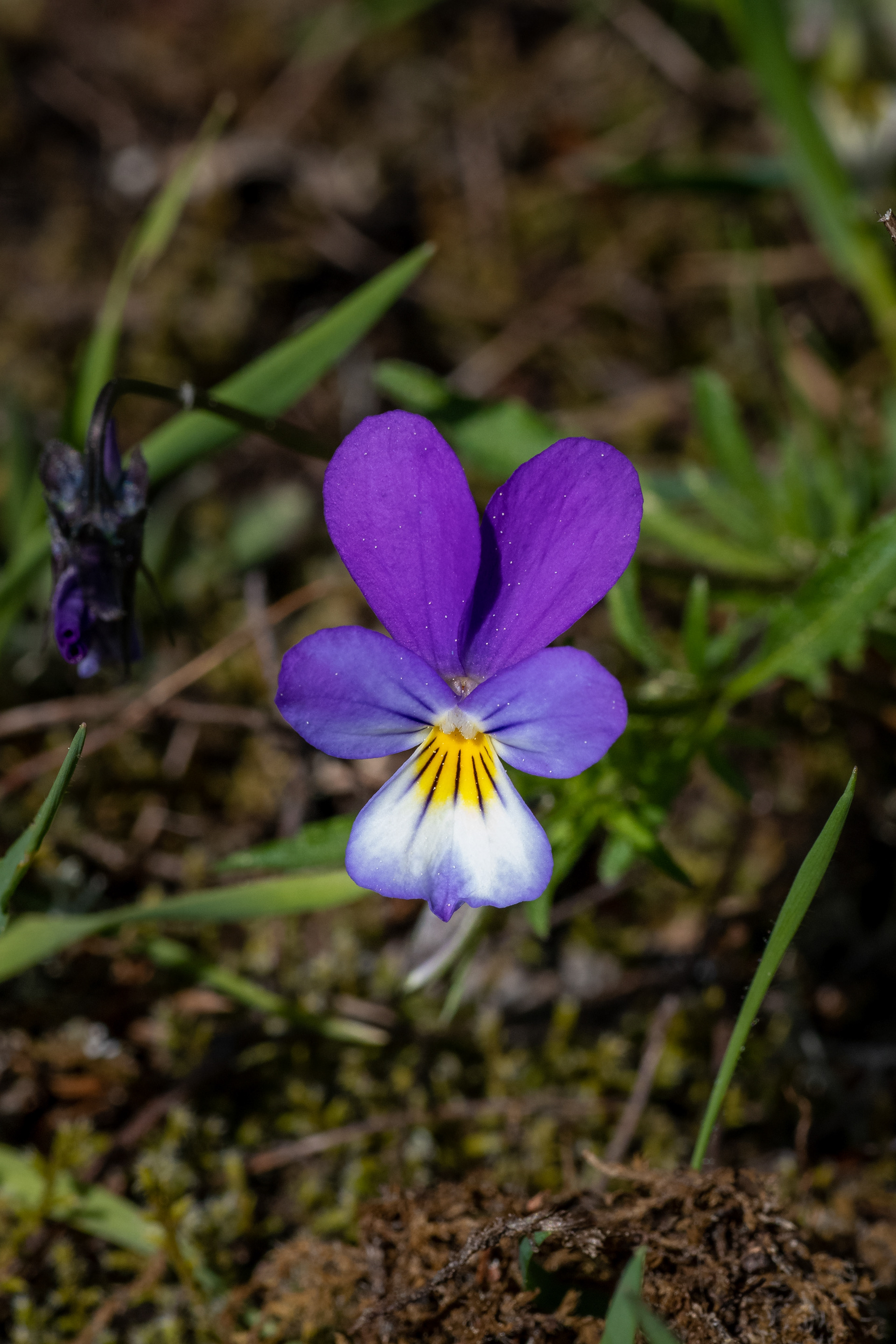 Viola cornuta