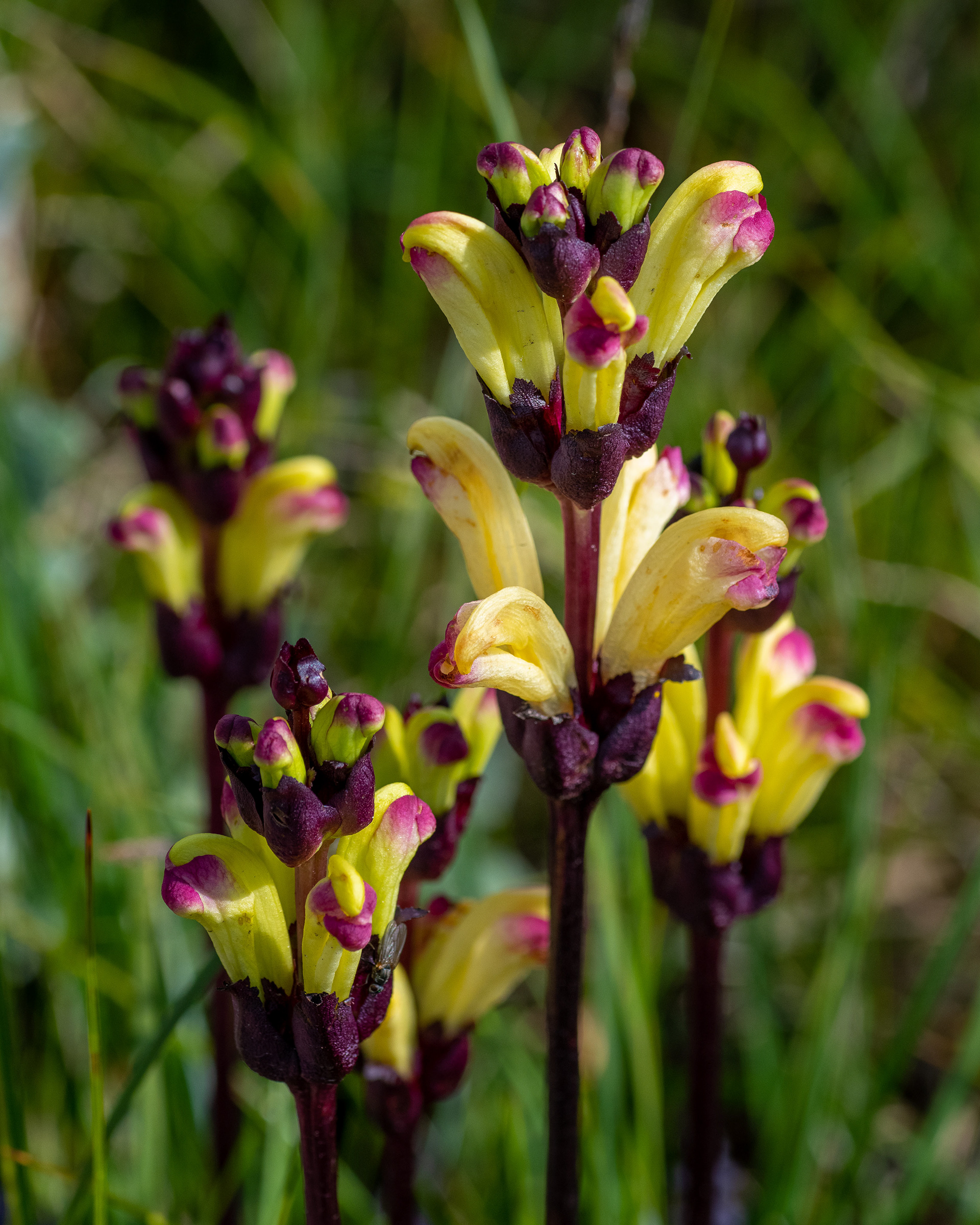 Kung Karls Spira (Pedicularis sceptrum-carolinum)