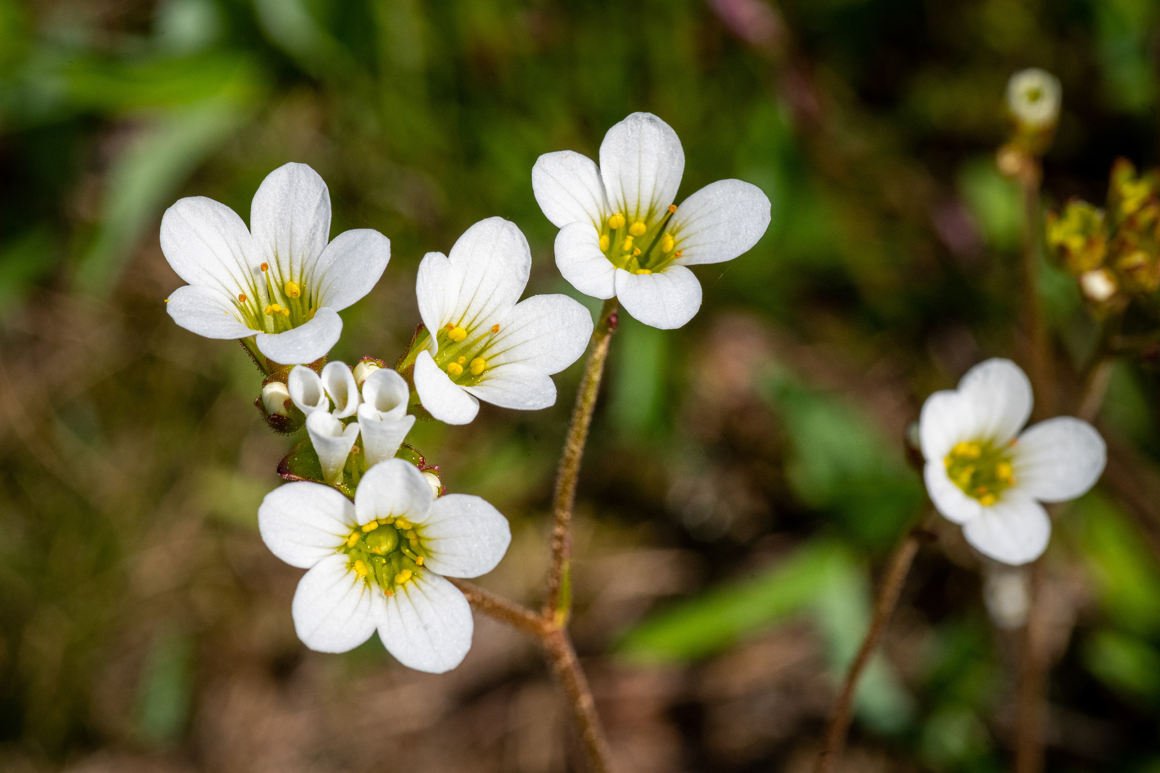 Saxifraga