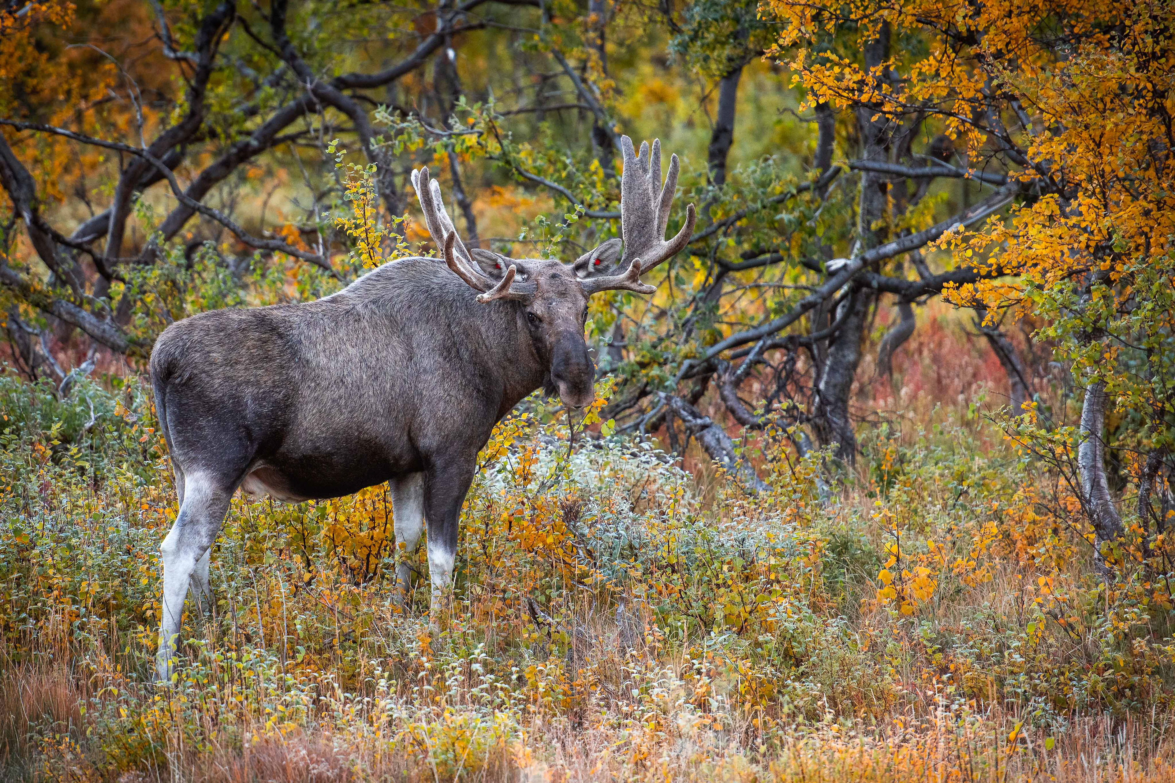 Moose in Vistasvagge