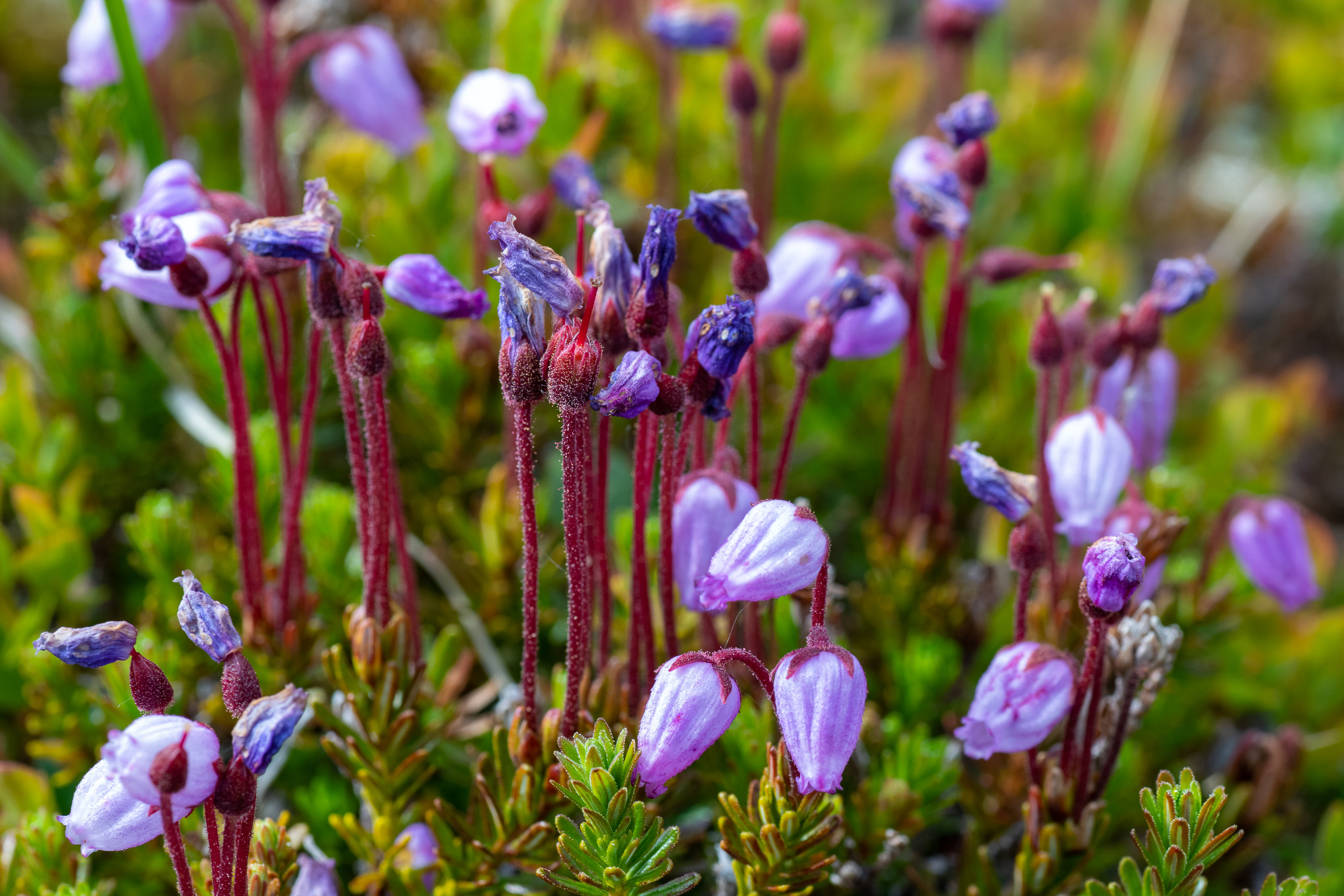 Lappljung (Phyllodoce caerulea)