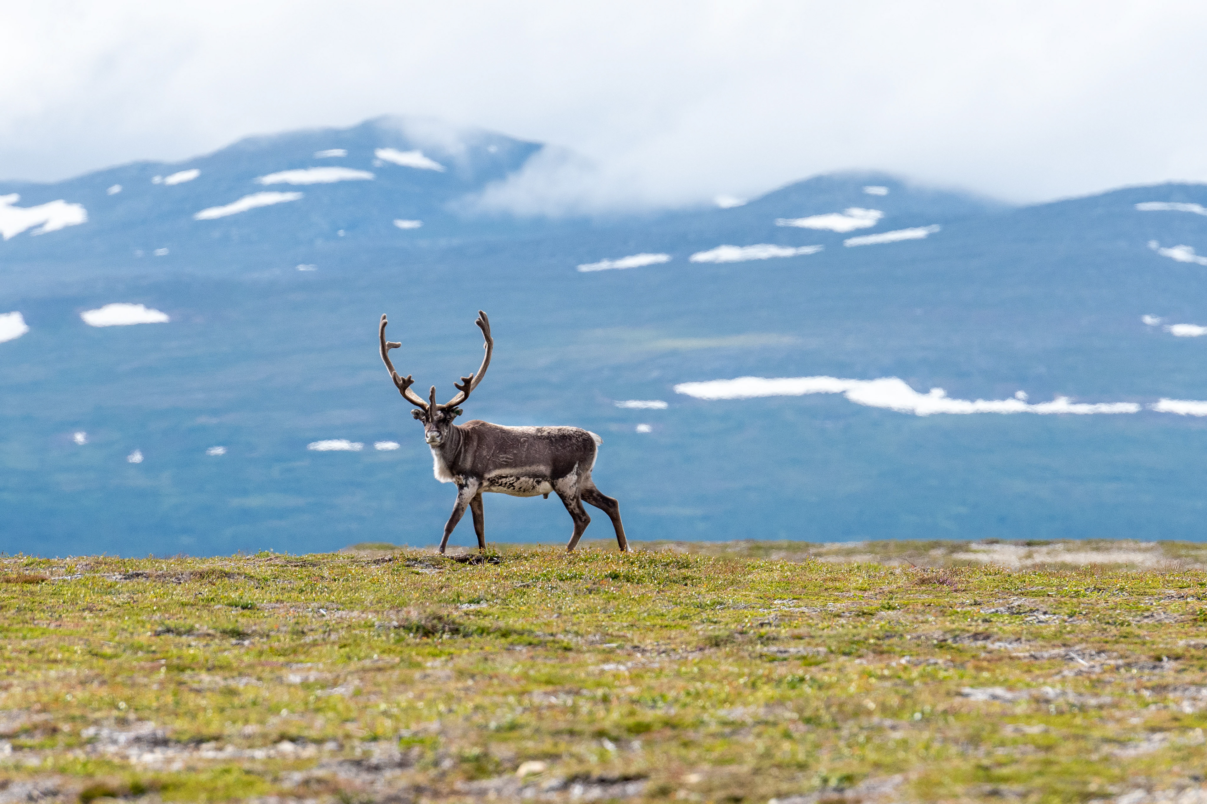 Reindeer near Pyramiderna