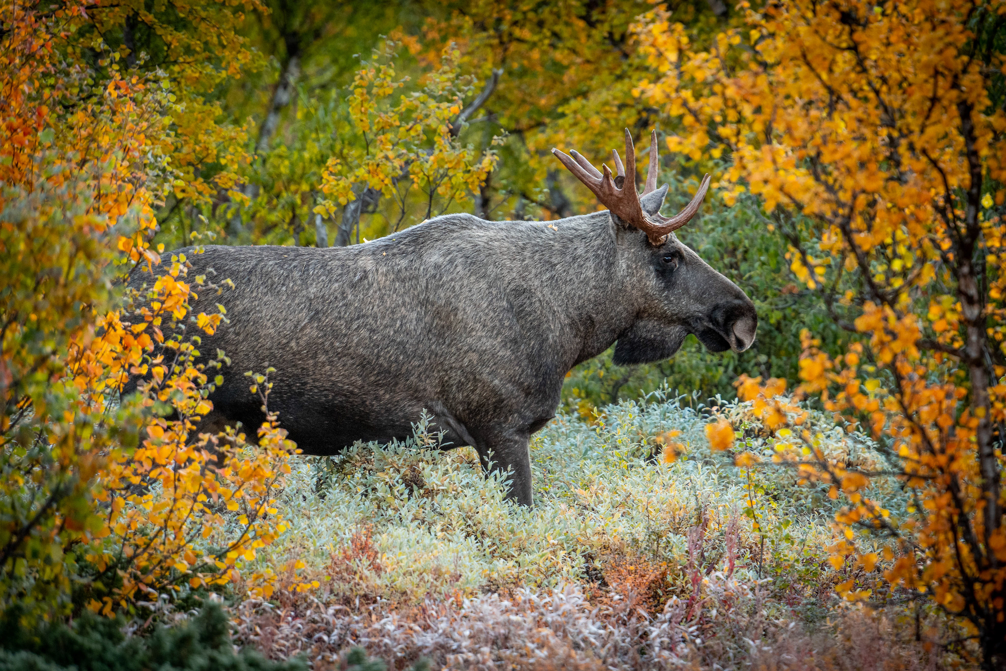 Moose in Vistasvagge
