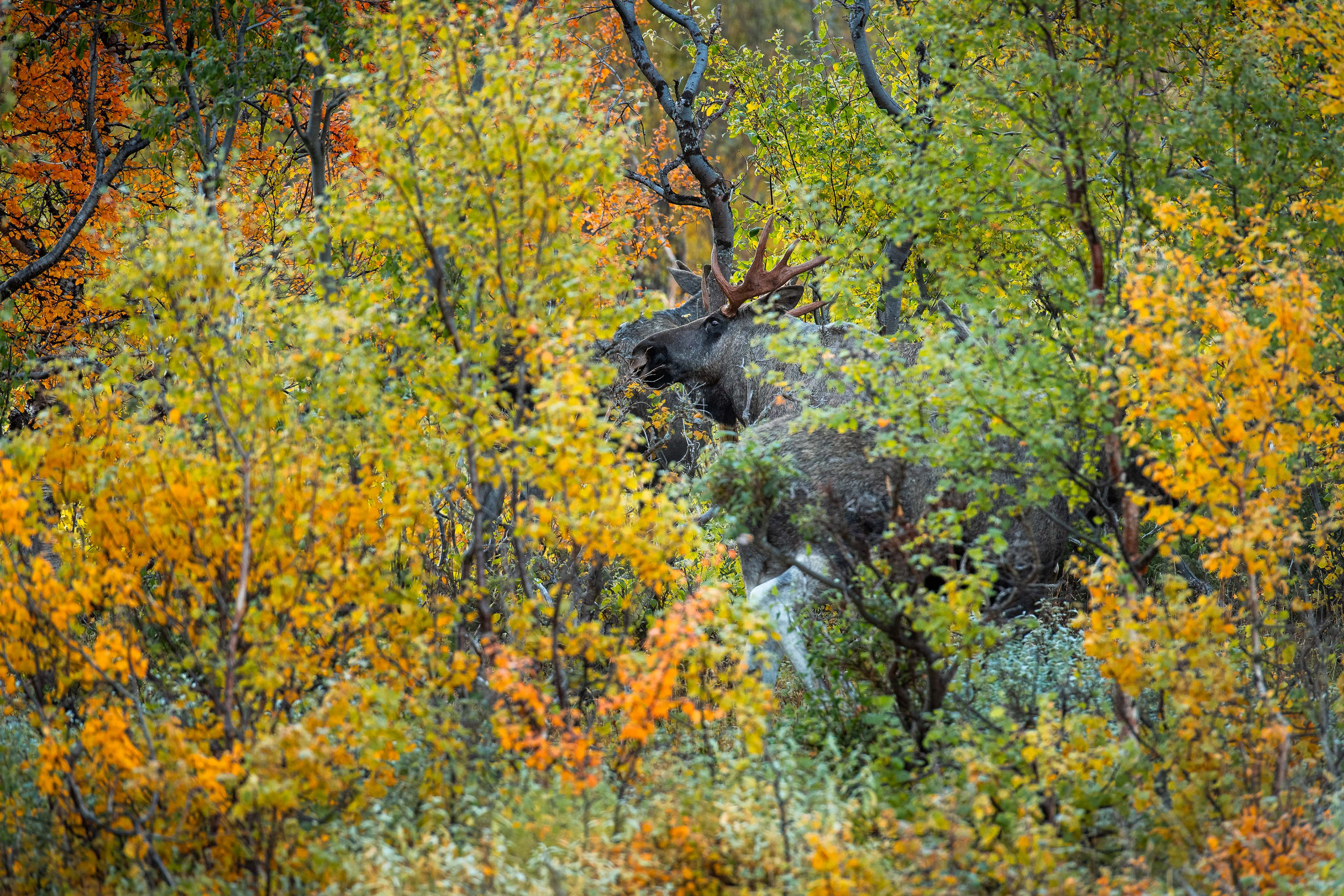 Moose in Vistasvagge