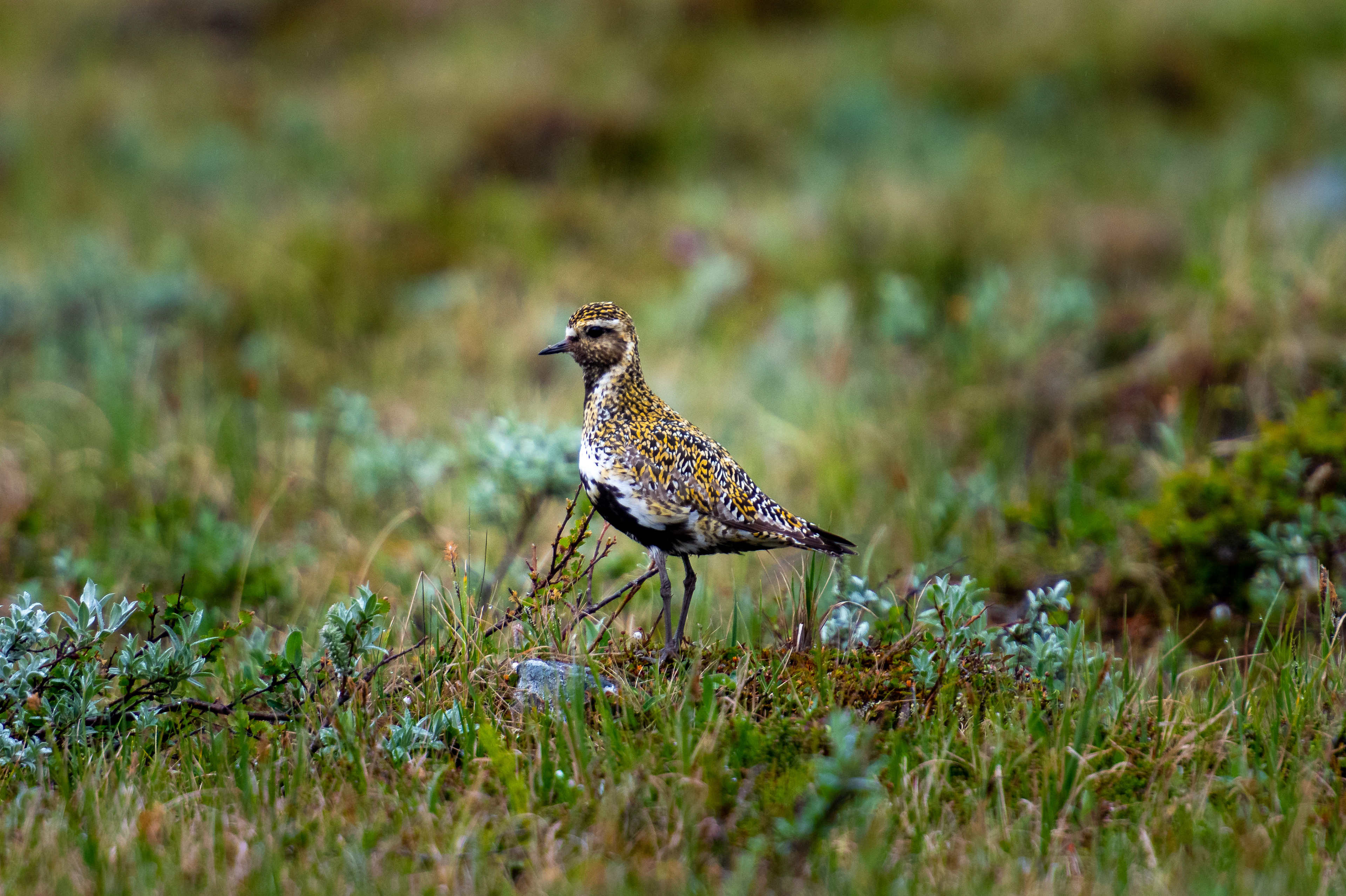 European golden plover (Pluvialis apricaria)