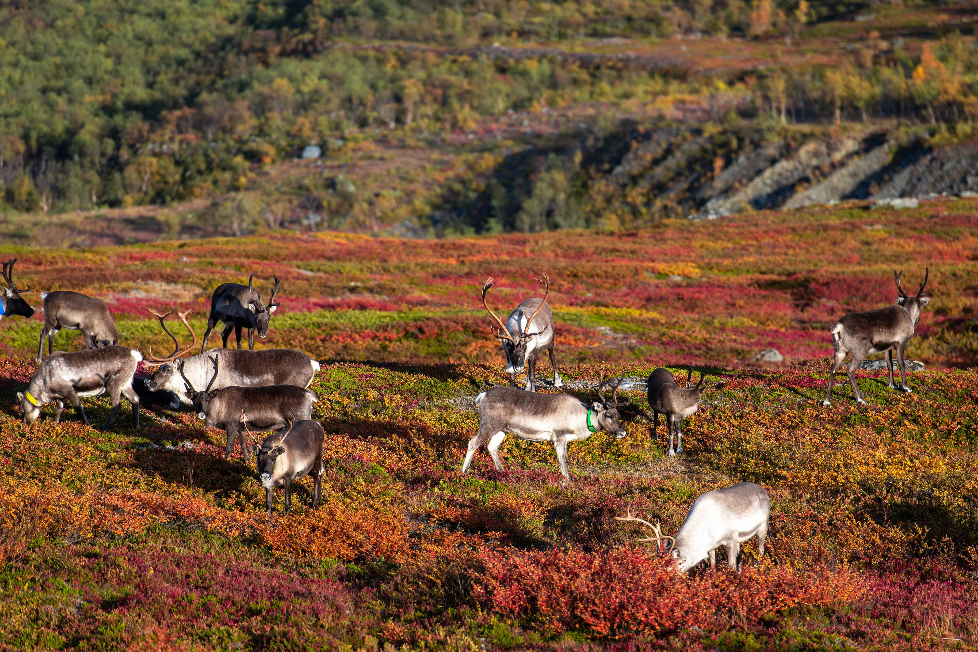 Reindeer in Unna Raitavagge