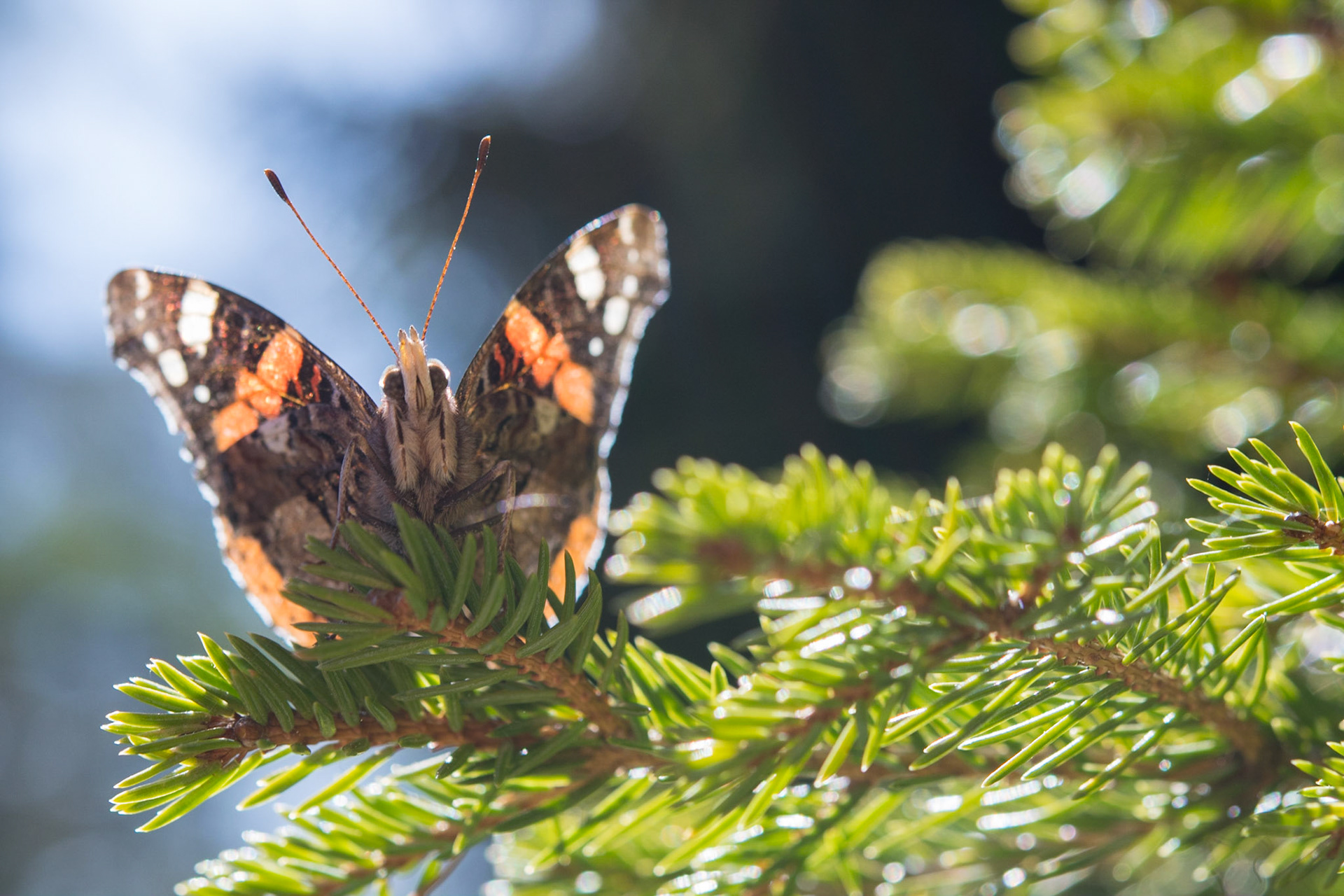 Red admiral (Vanessa atalanta)