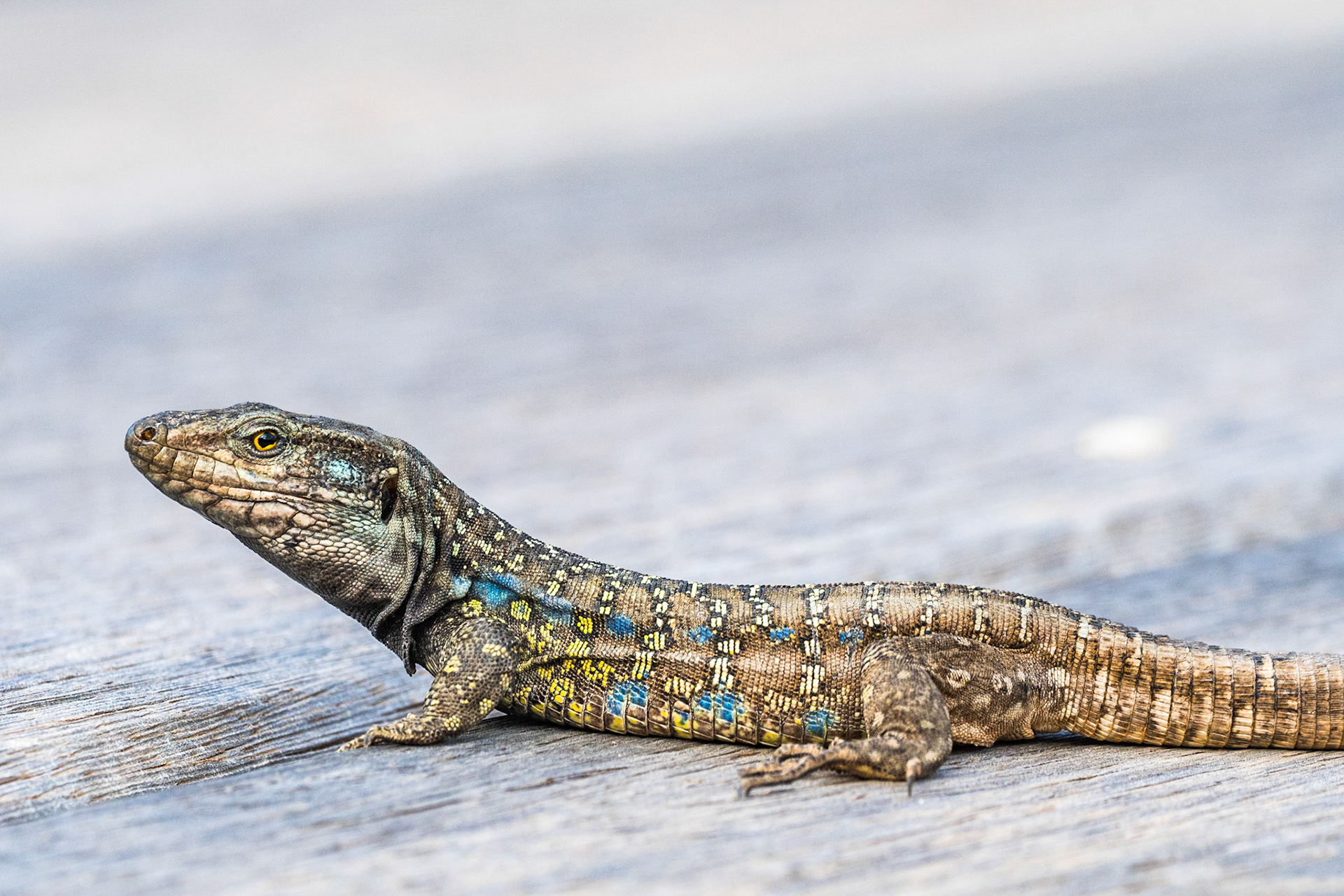 Northern Tenerife lizard (Gallotia galloti ssp. eisentrauti)