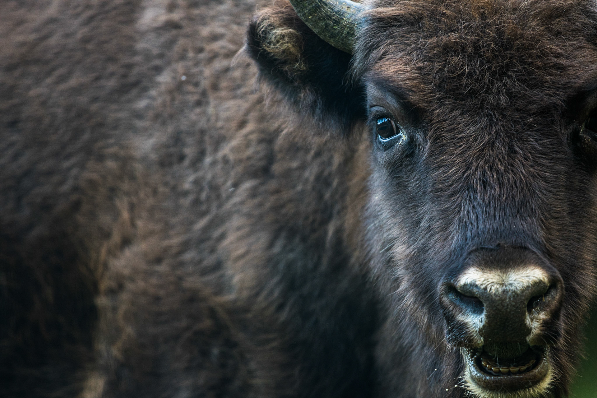 European bison (Bison bonasus)