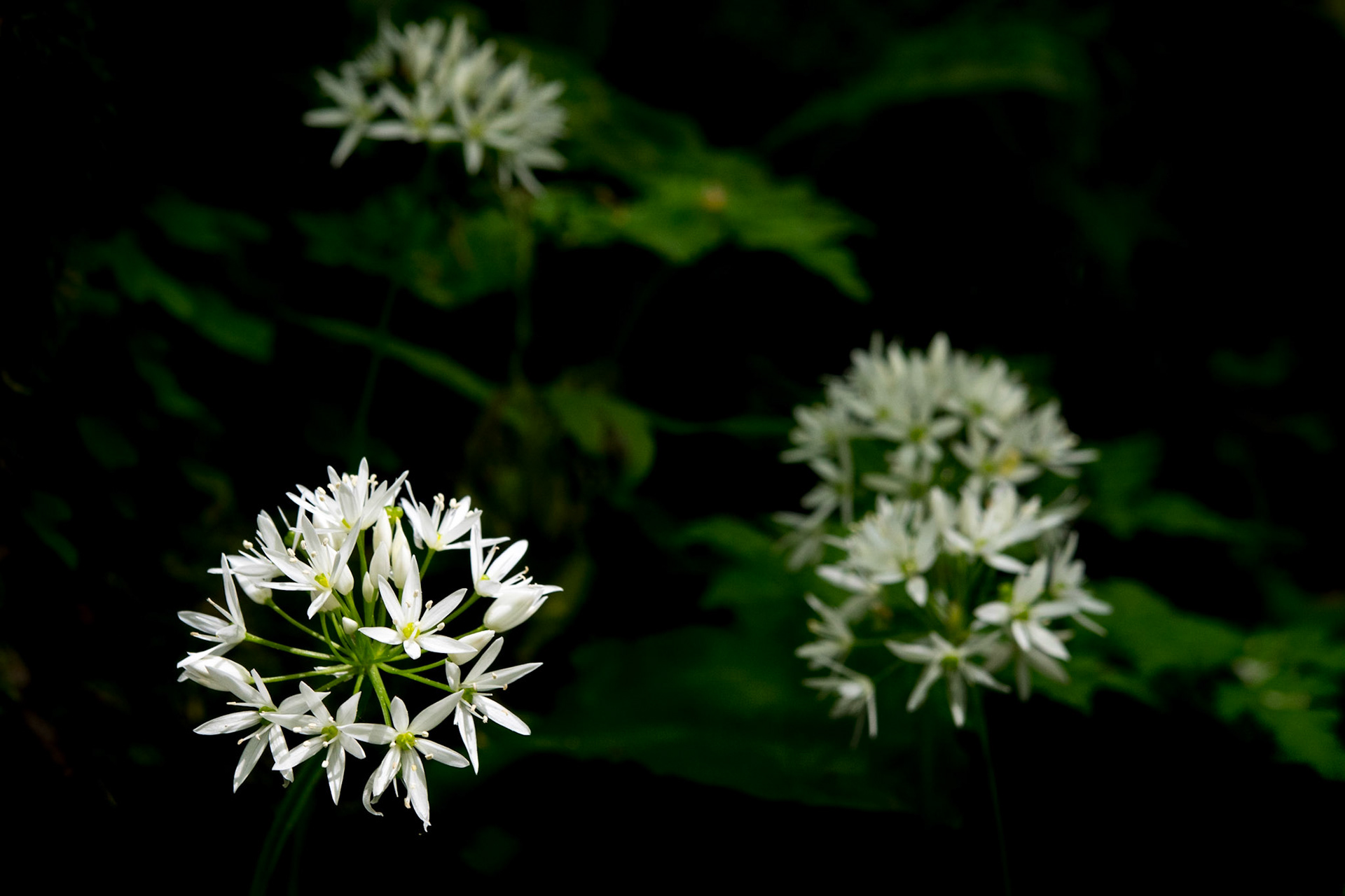 Wild garlic (Allium ursinum)