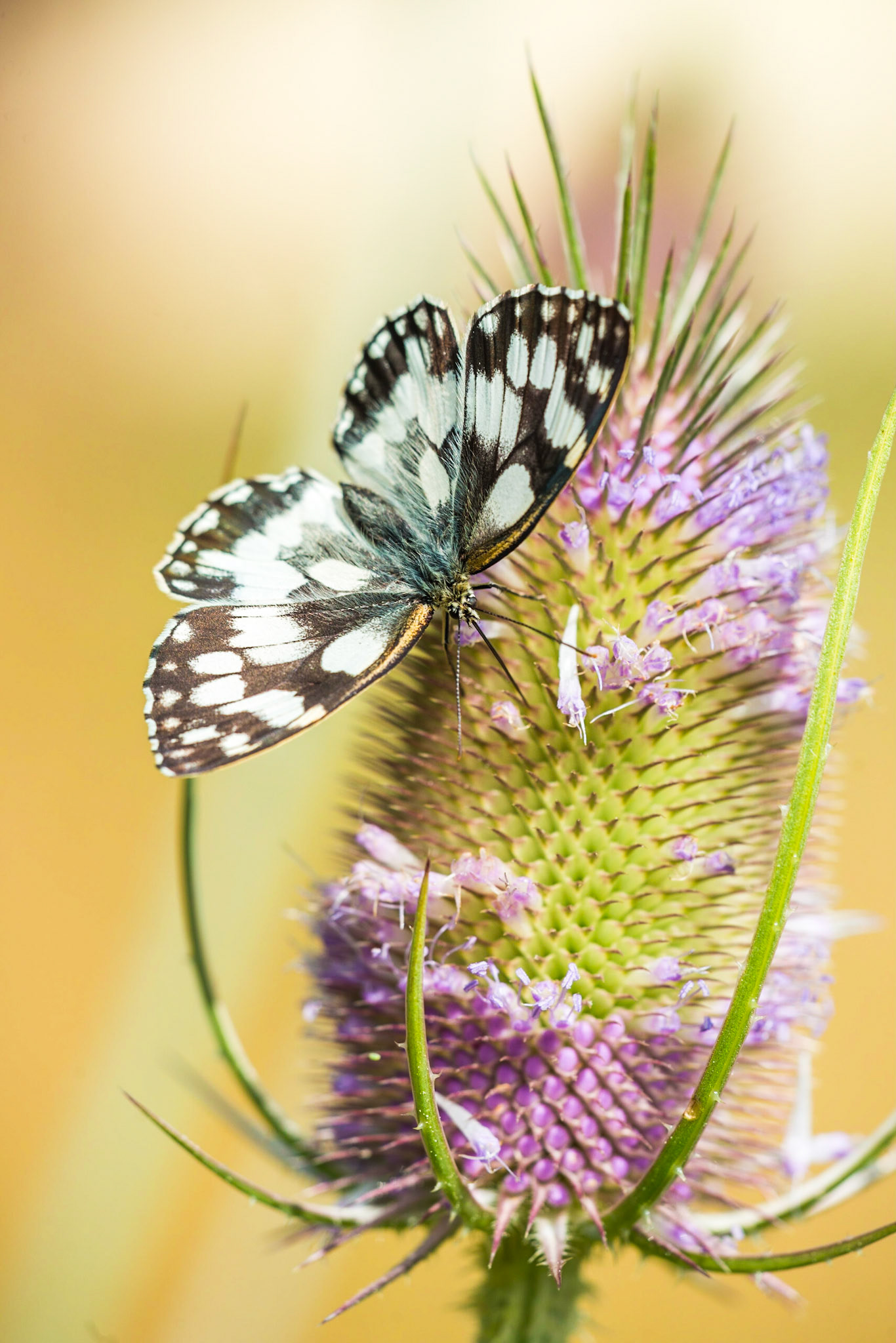 Melanargia galathea on Dipsacus fullonum