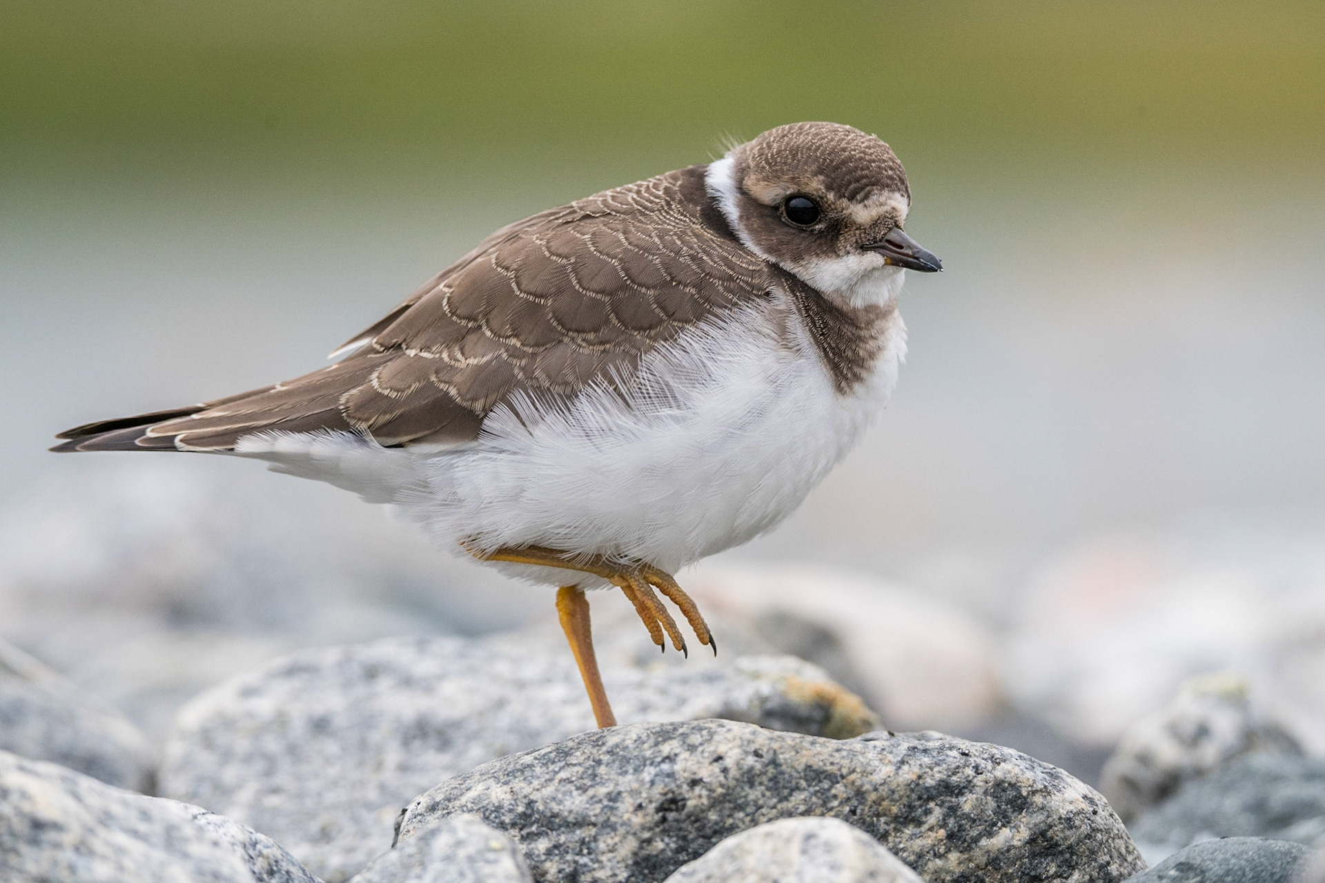 Common ringed plover (Charadrius hiaticula)