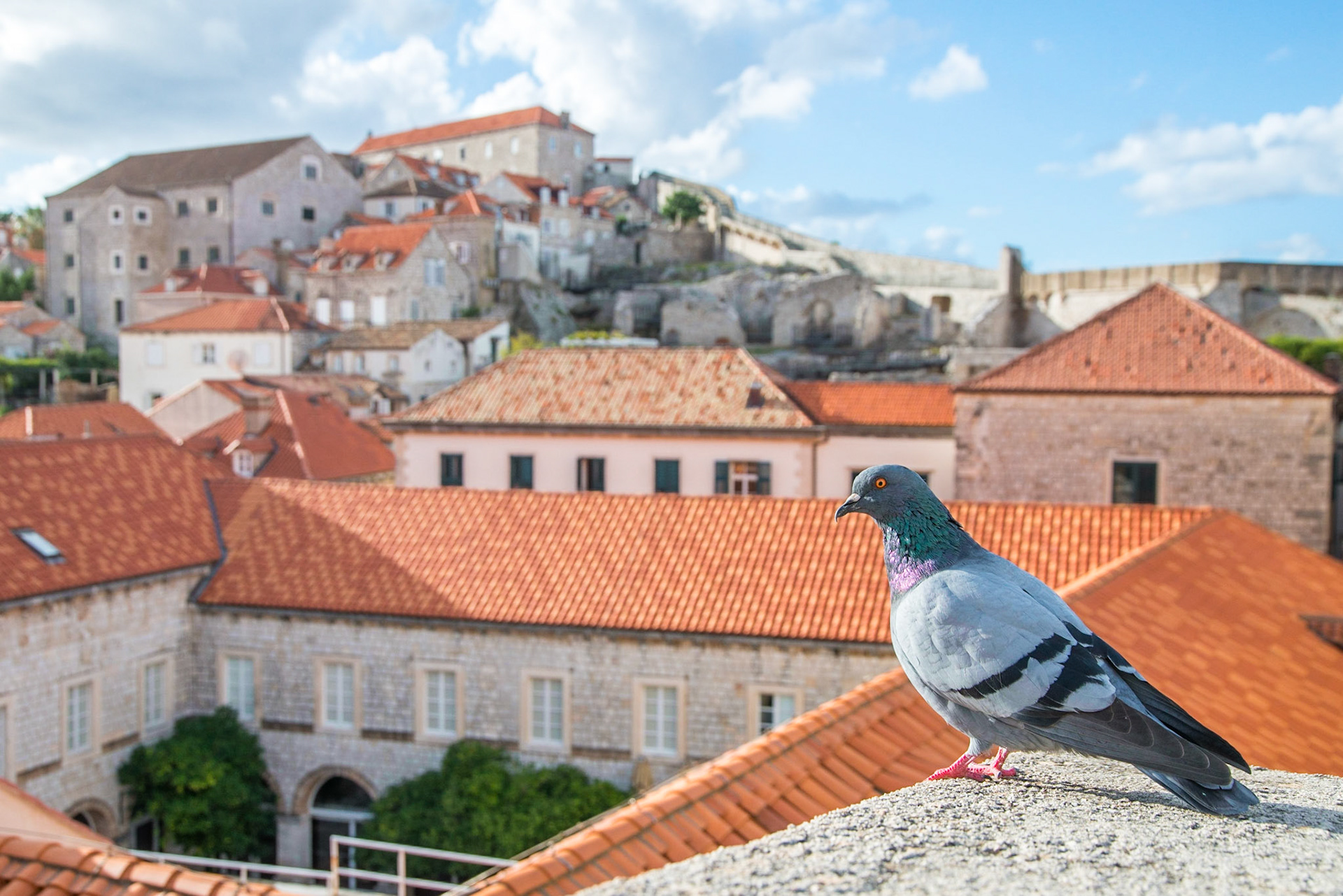 Rock dove (Columba livia), Dubrovnik, Croatia