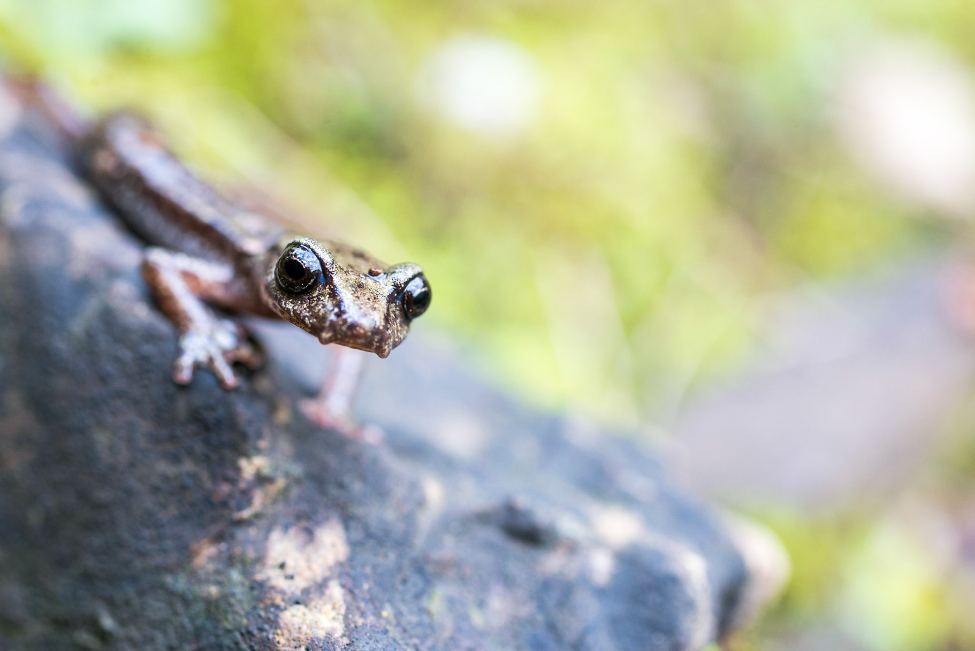 Brown cave salamander (Speleomantes or Hydromantes genei)