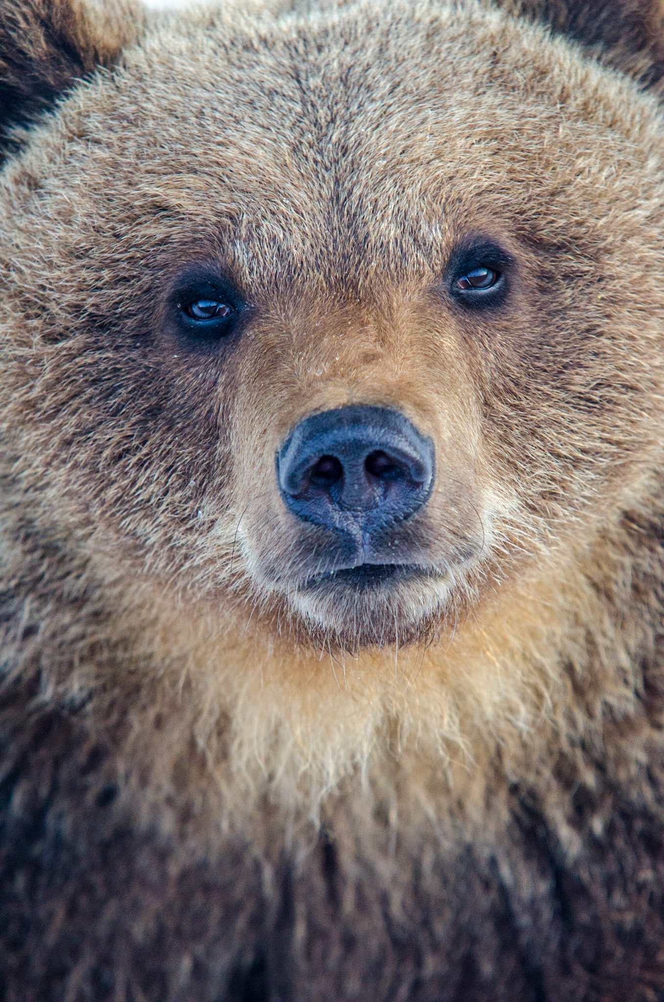 Brown bear (Ursus arctos)