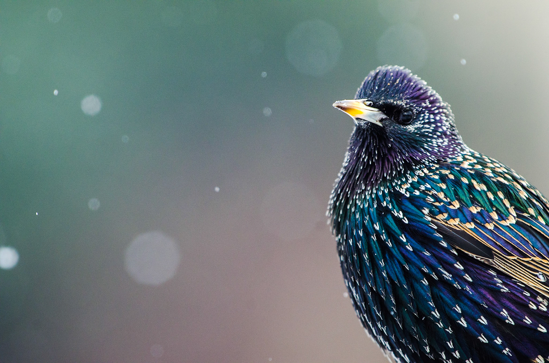 Common starling (Sturnus vulgaris)