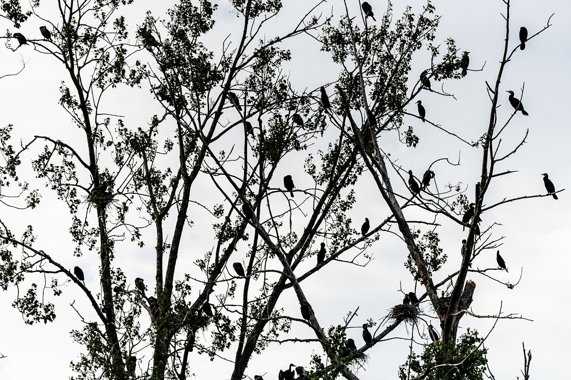 Great cormorant (Phalacrocorax carbo)