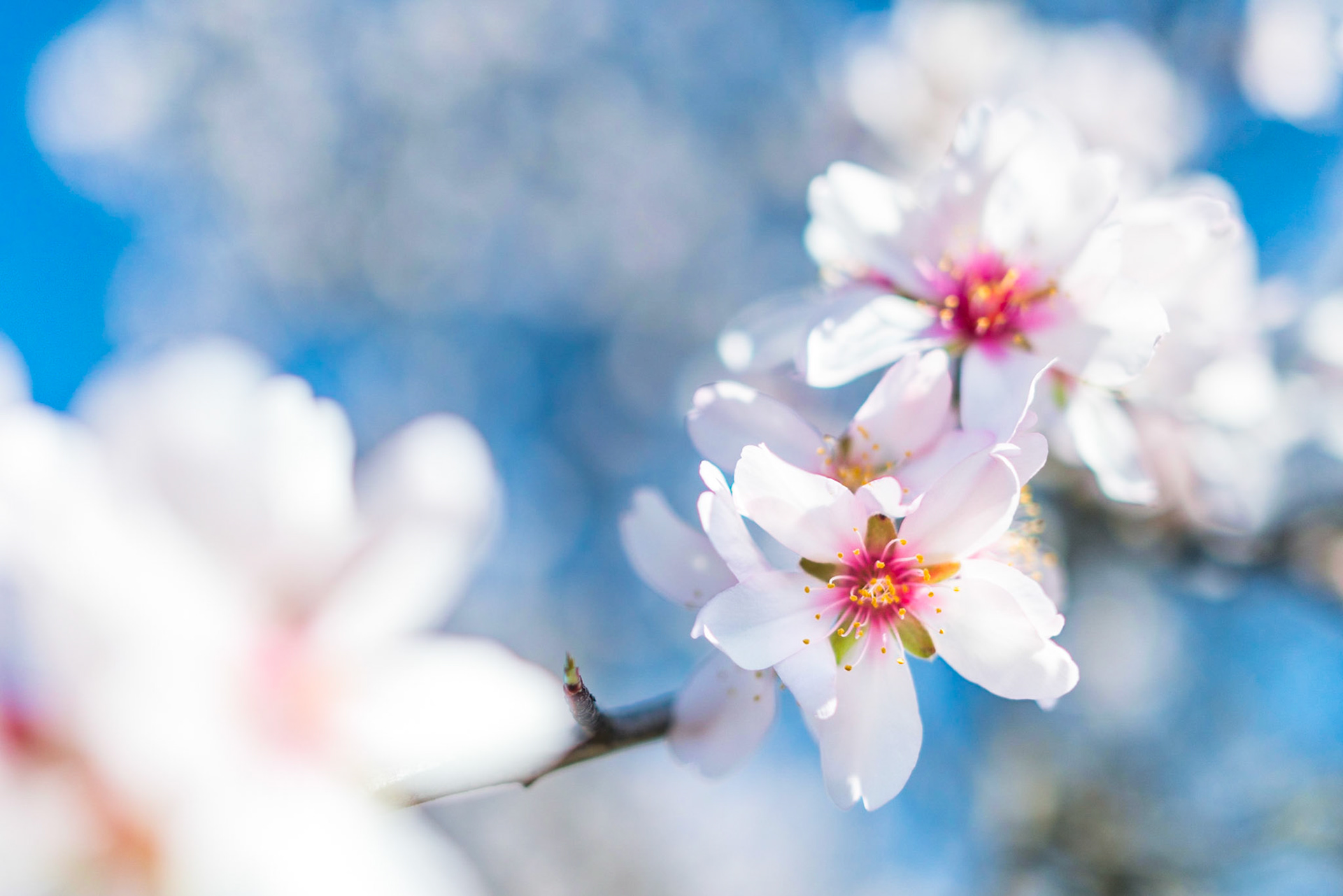 Almond (Prunus amygdalus)