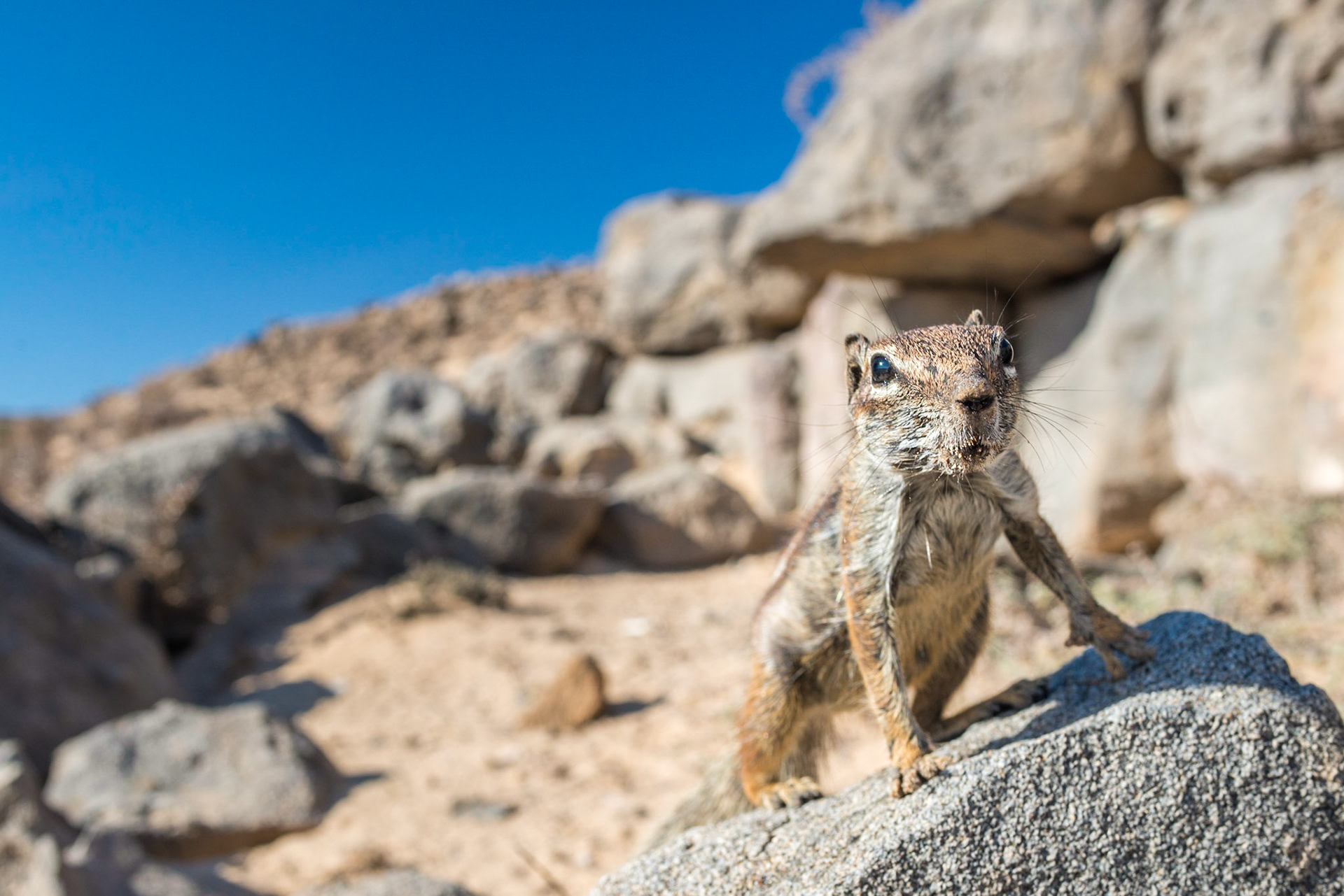 Barbary ground squirrel (Atlantoxerus getulus)