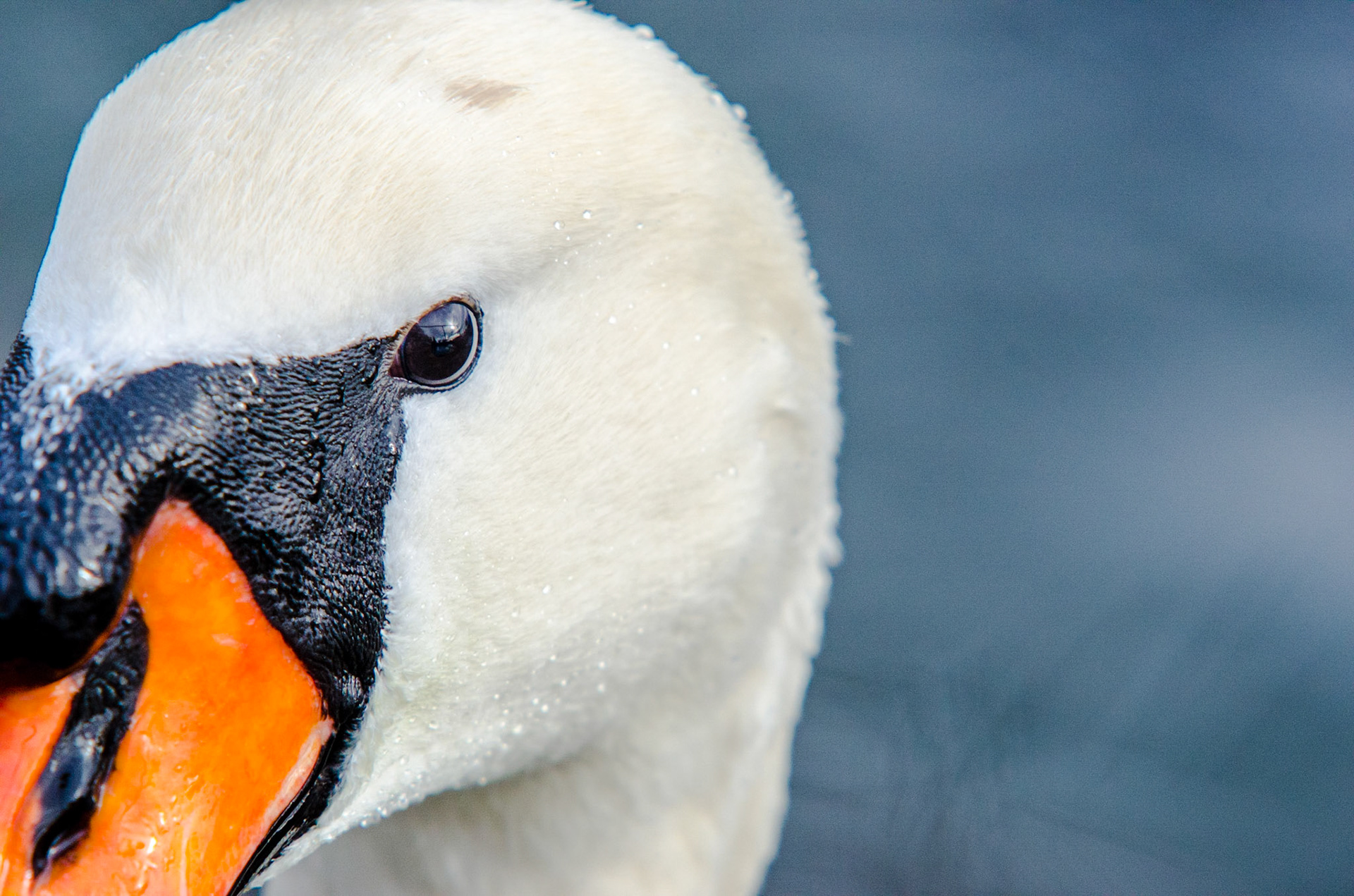 Mute swan (Cygnus olor)