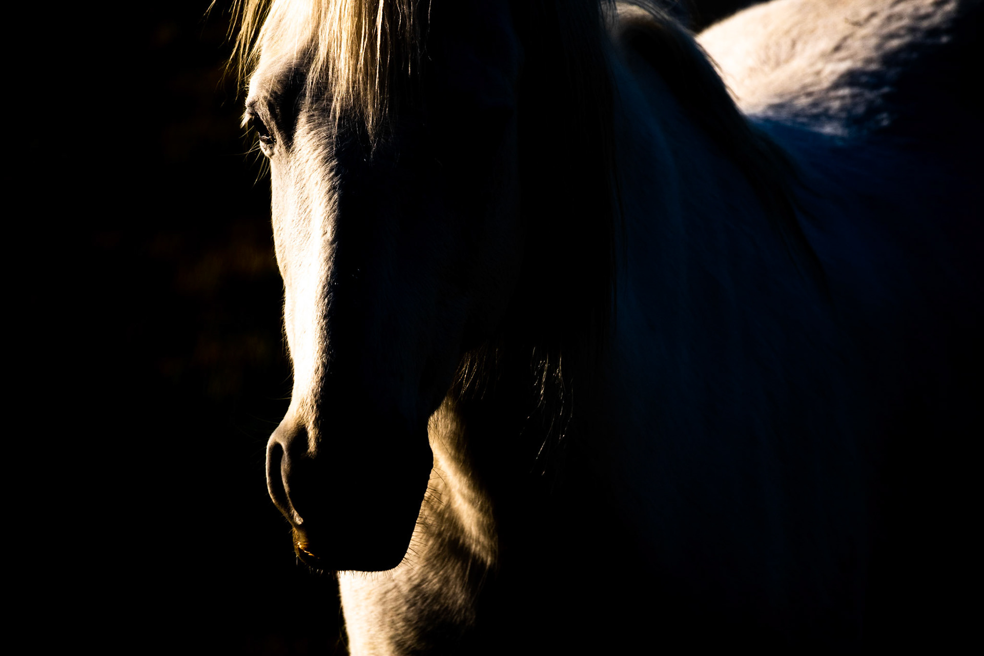 Horse (Equus ferus caballus)