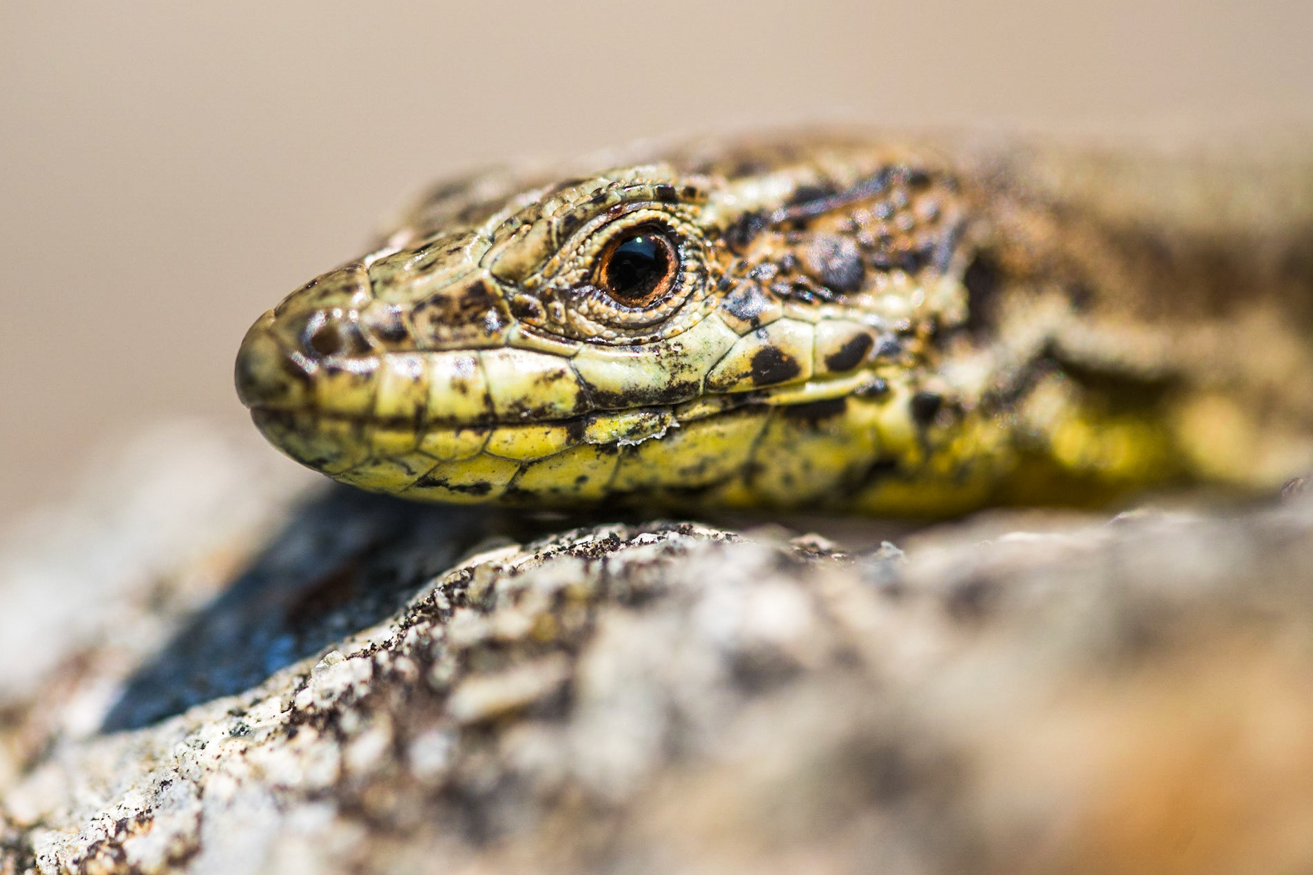 Common wall lizard (Podarcis muralis)