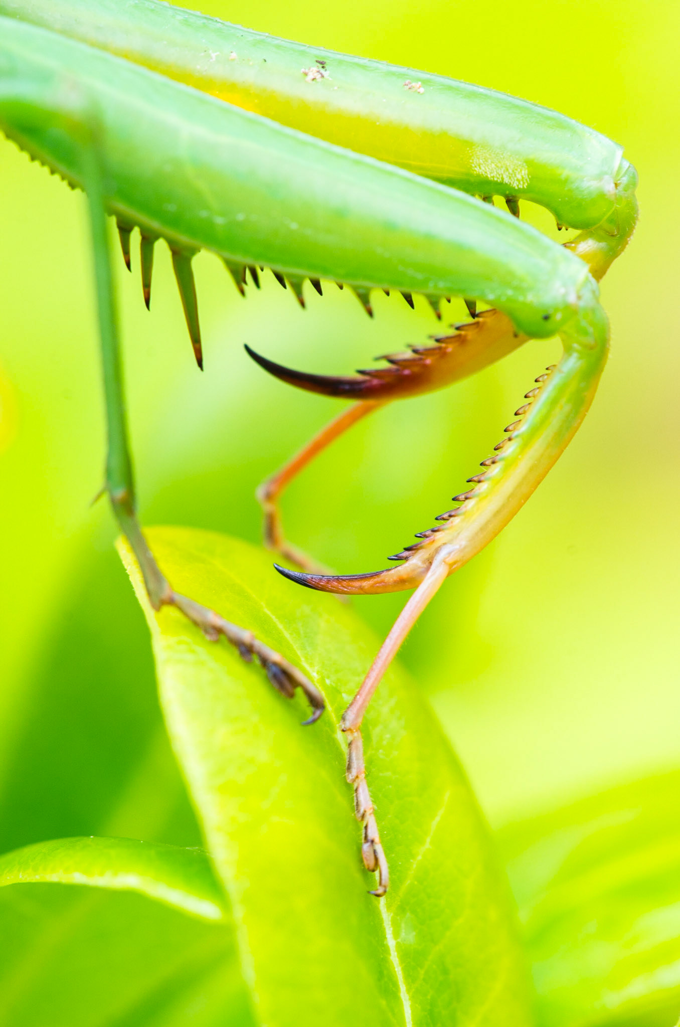 European mantis (Mantis religiosa)