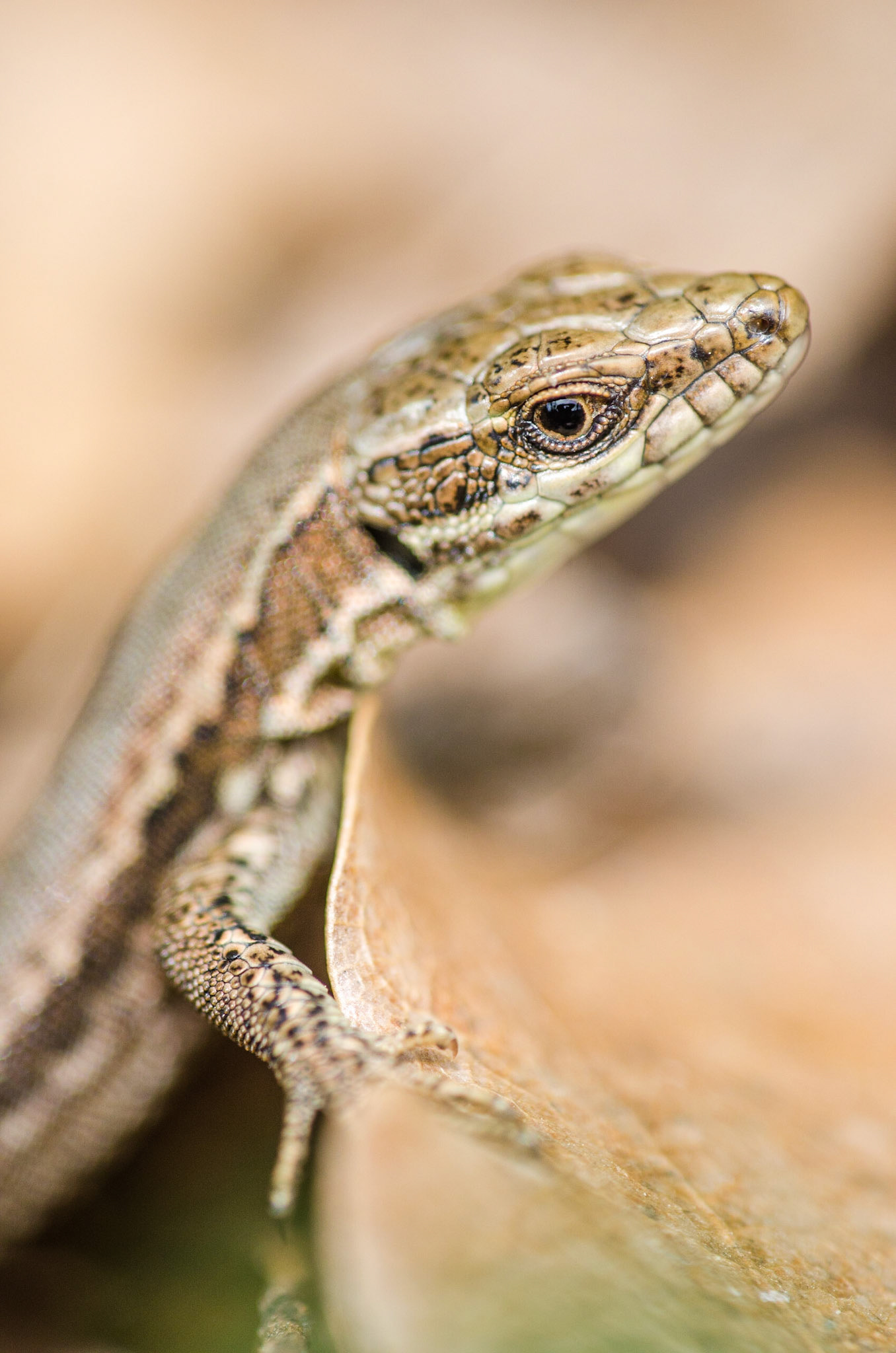 Common wall lizard (Podarcis muralis)
