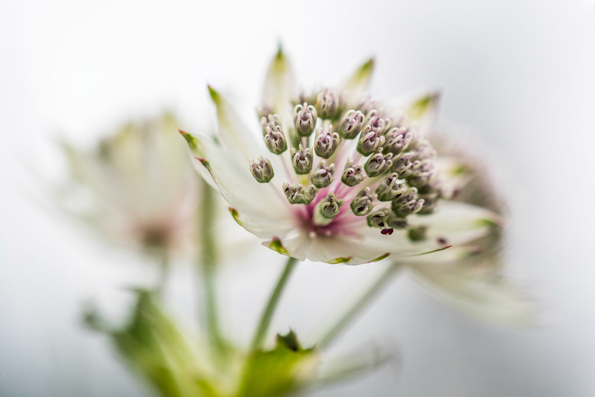 Great masterwort (Astrantia major)