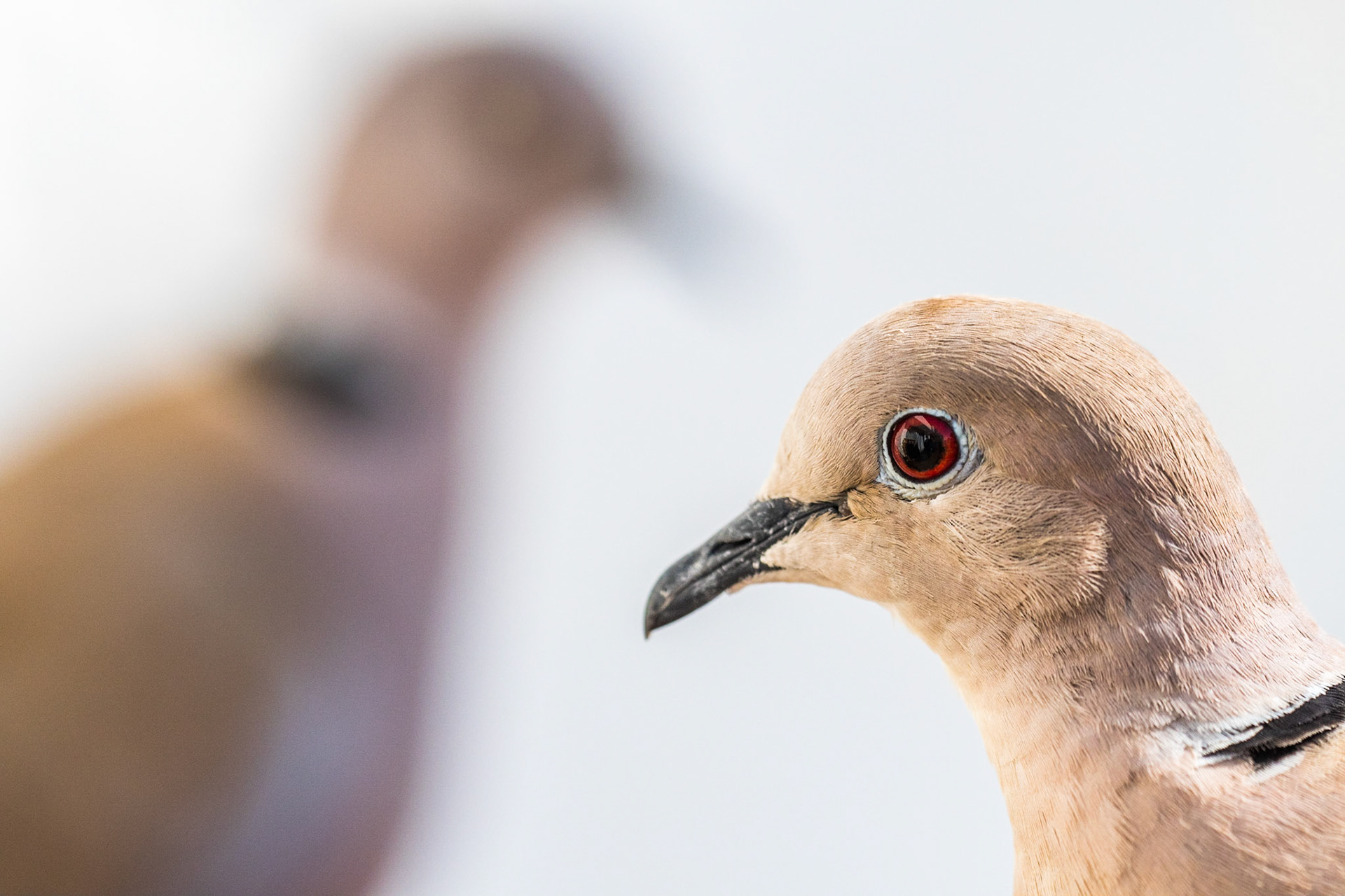 Eurasian collared dove (Streptopelia decaocto)