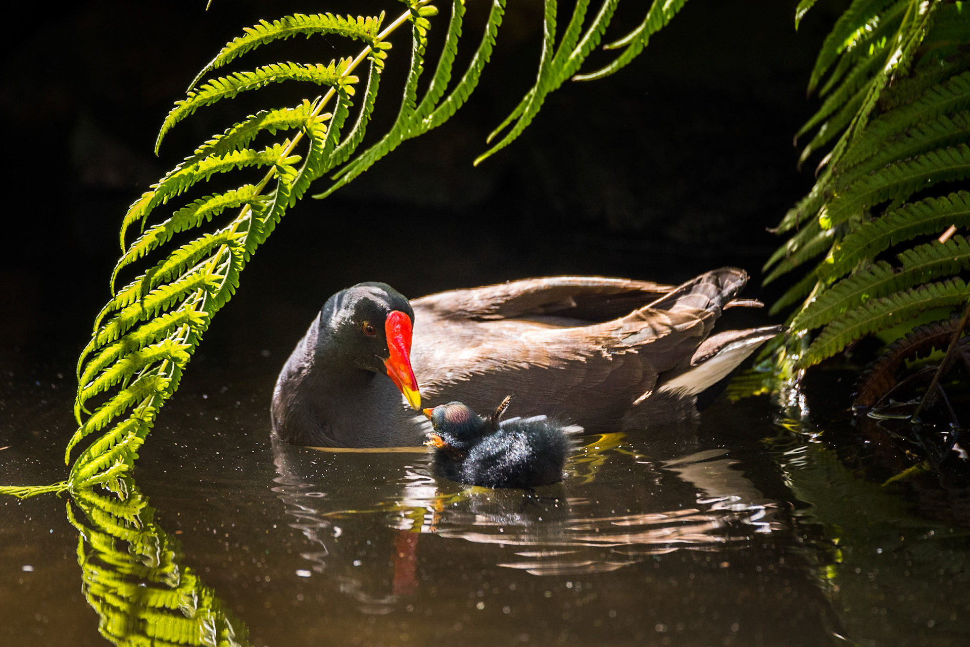 Common moorhen (Gallinula chloropus)