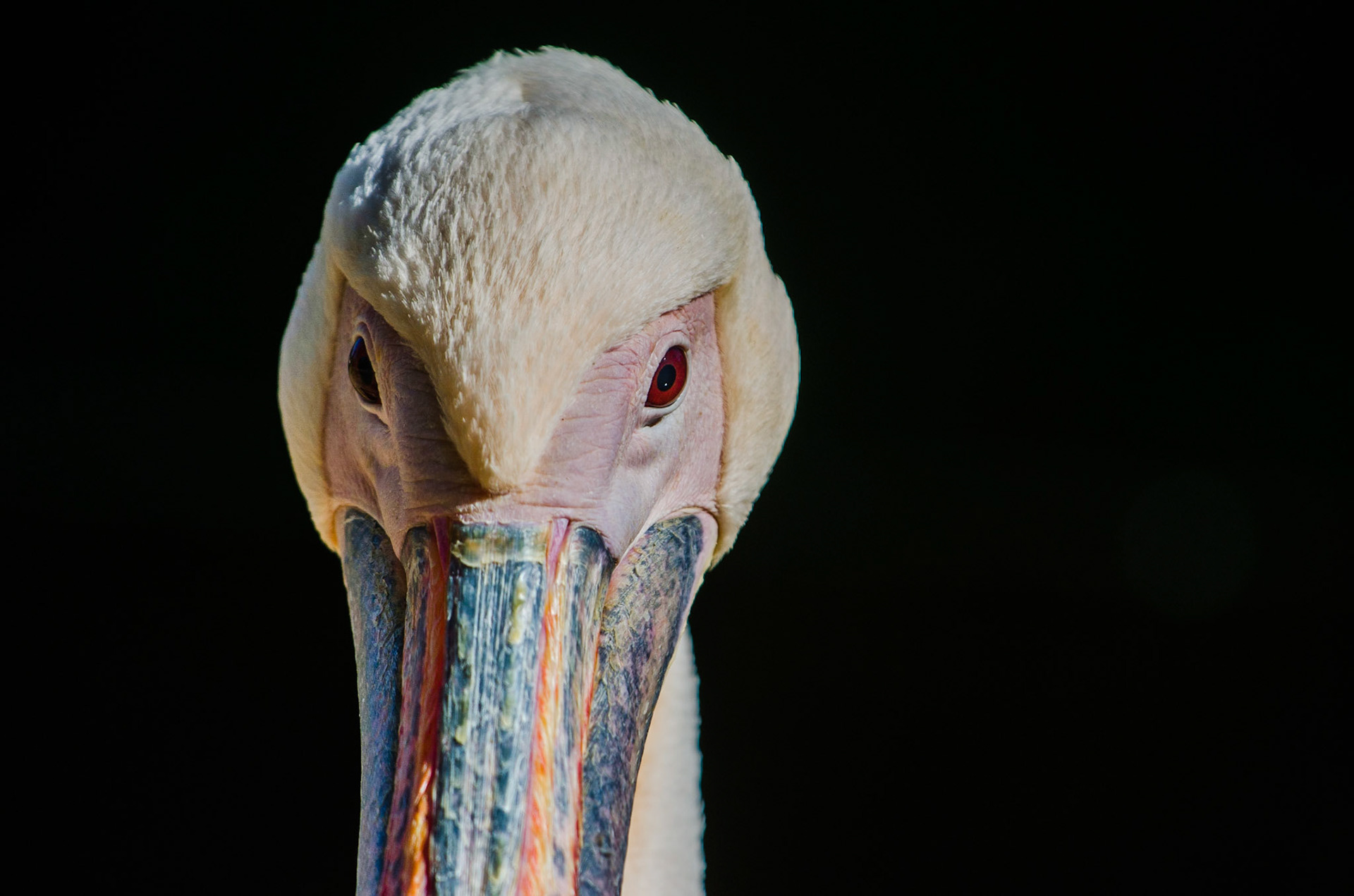Great white pelican (Pelecanus onocrotalus)