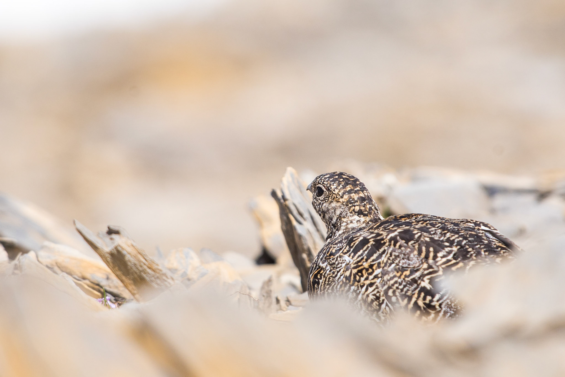 Rock ptarmigan (Lagopus muta)