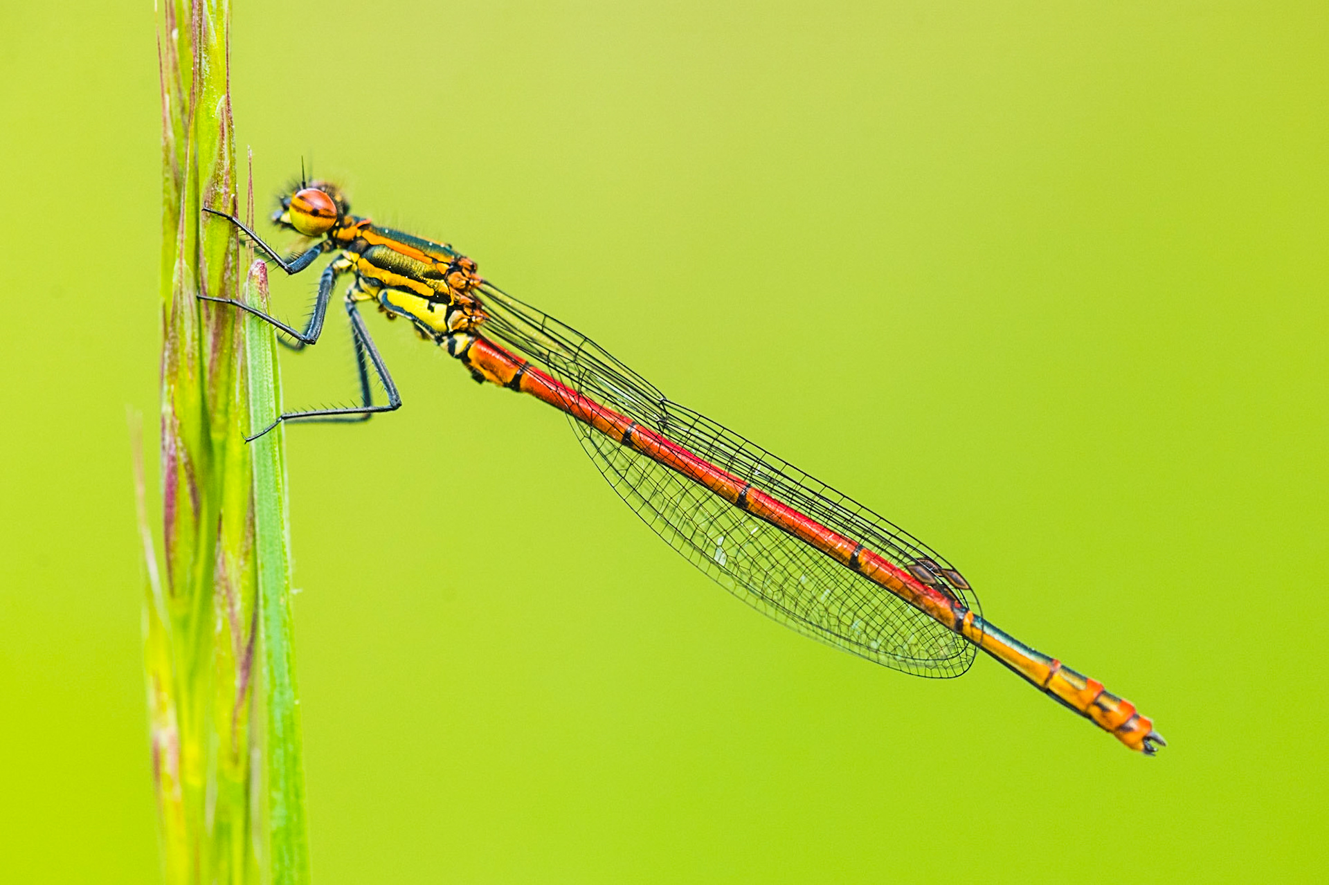 Large red damselfly (Pyrrhosoma nymphula)