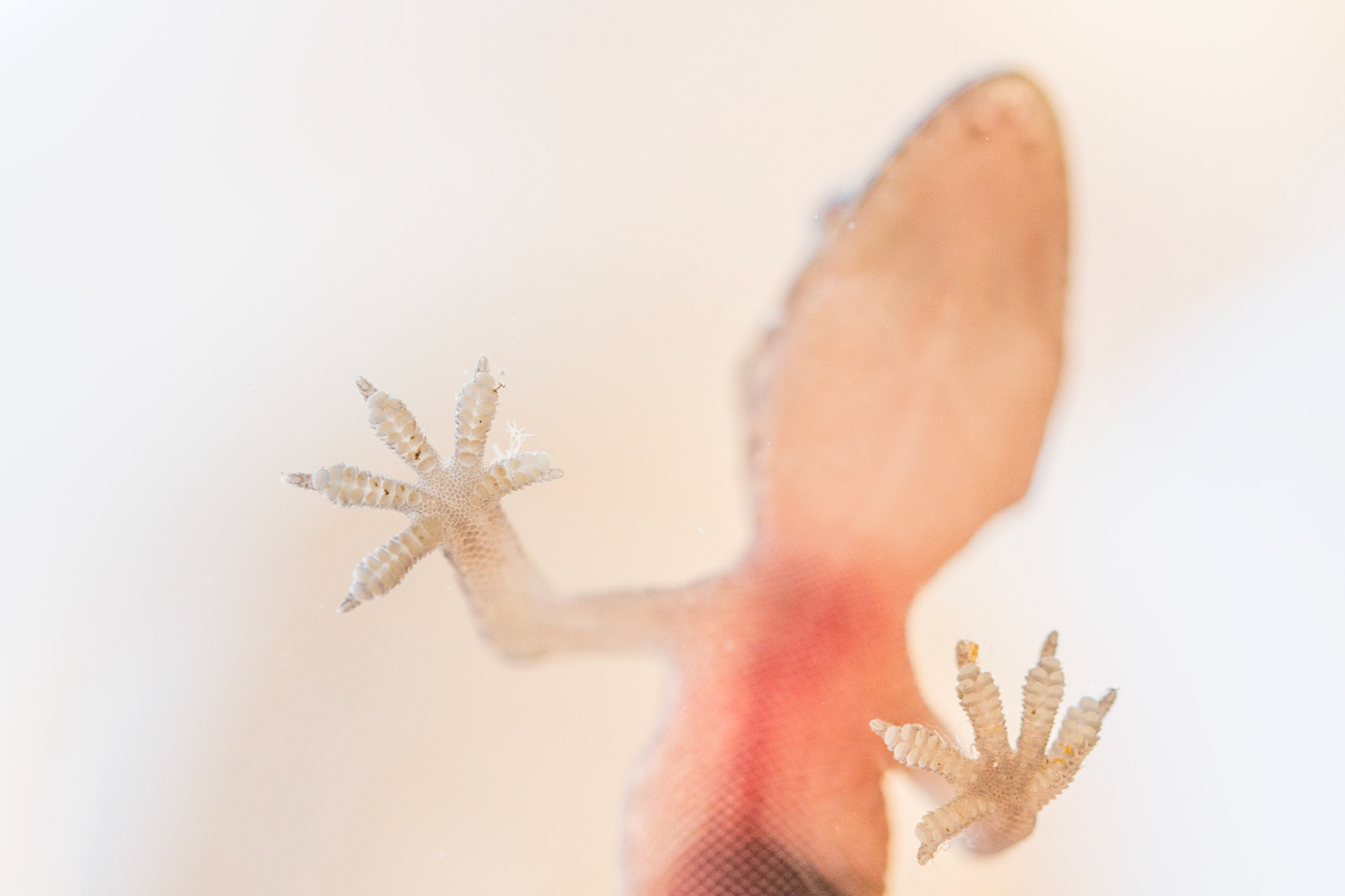 Mediterranean house gecko (Hemidactylus turcicus)