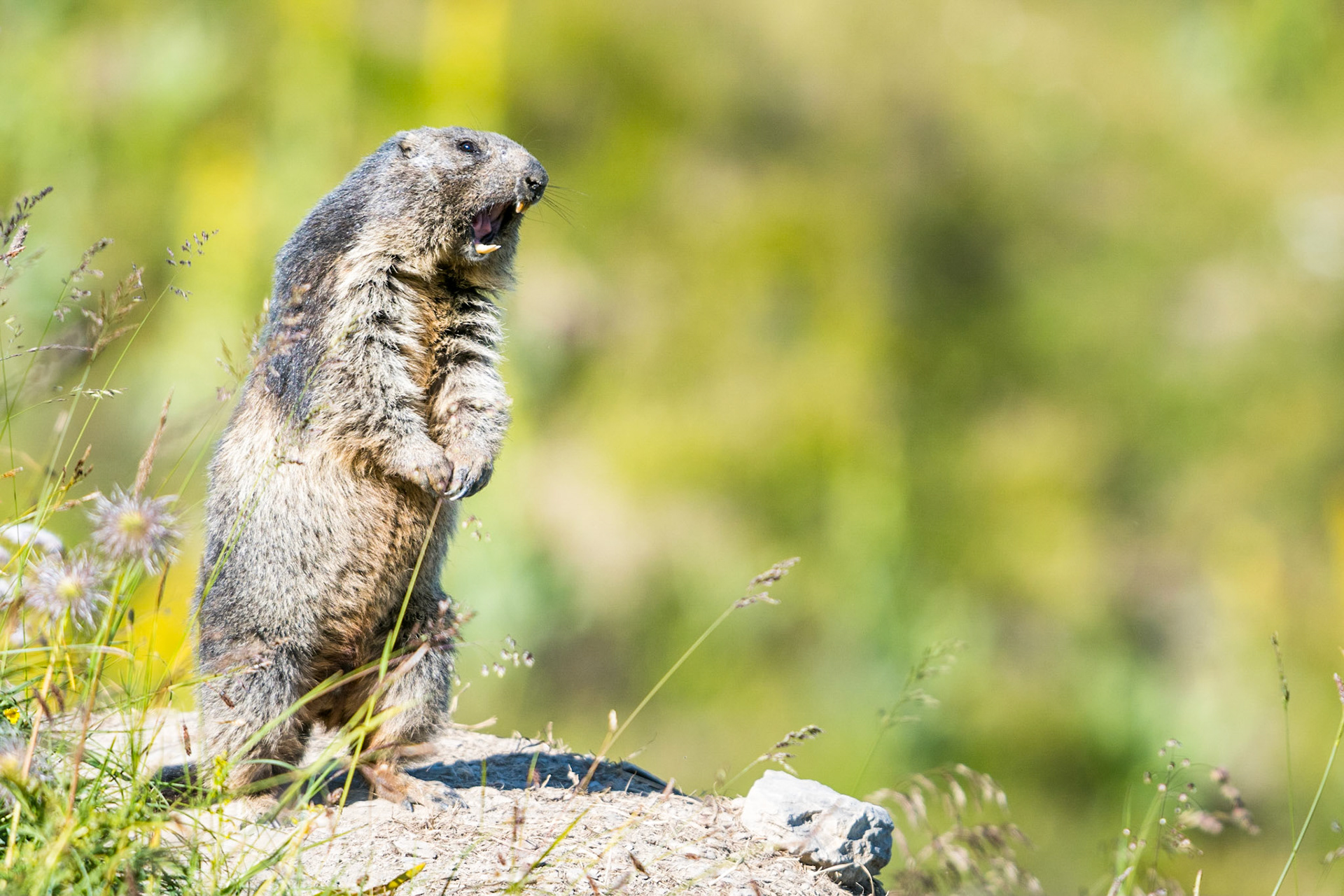 Alpine marmot (Marmota marmota)