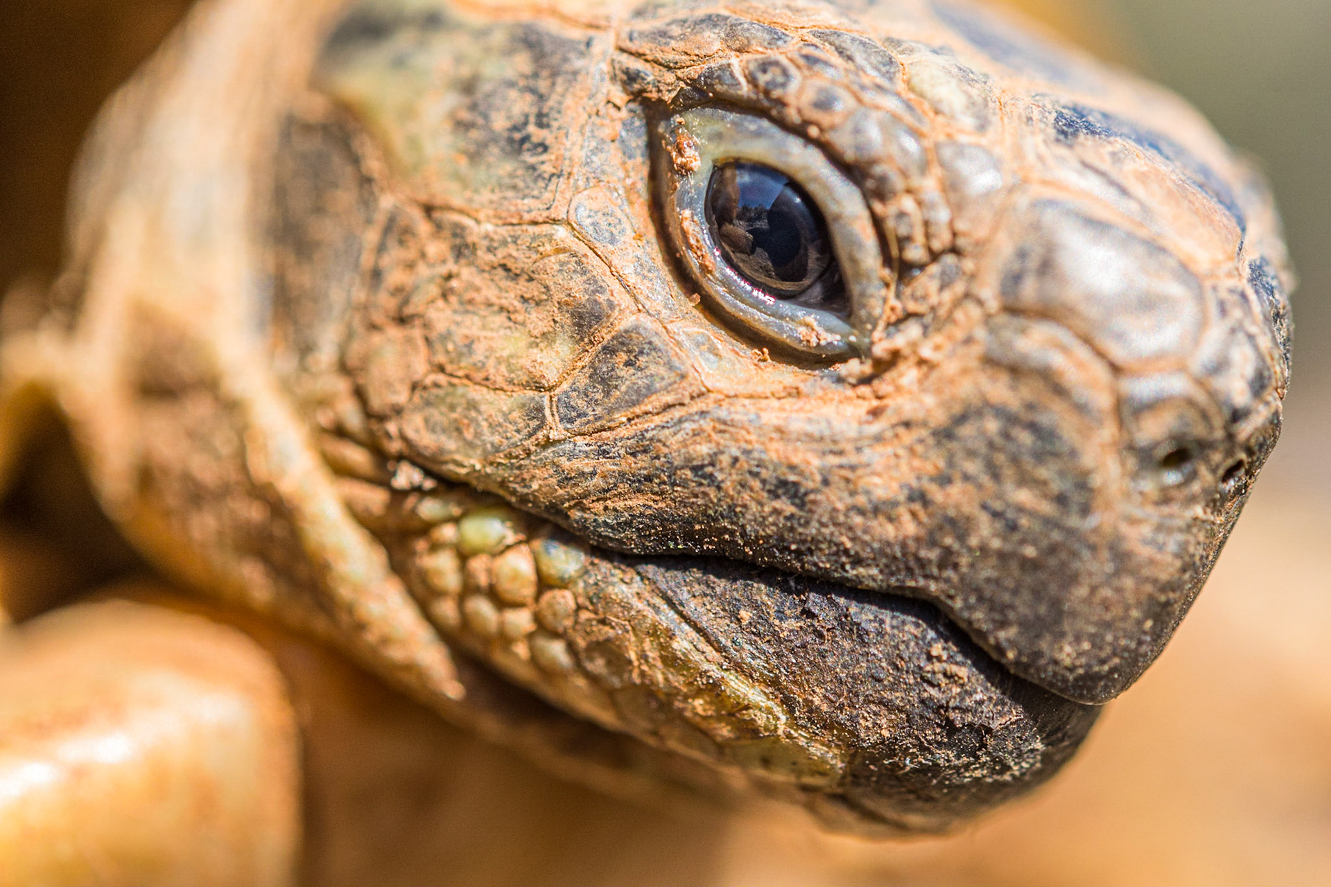 Hermann's tortoise (Testudo hermanni)