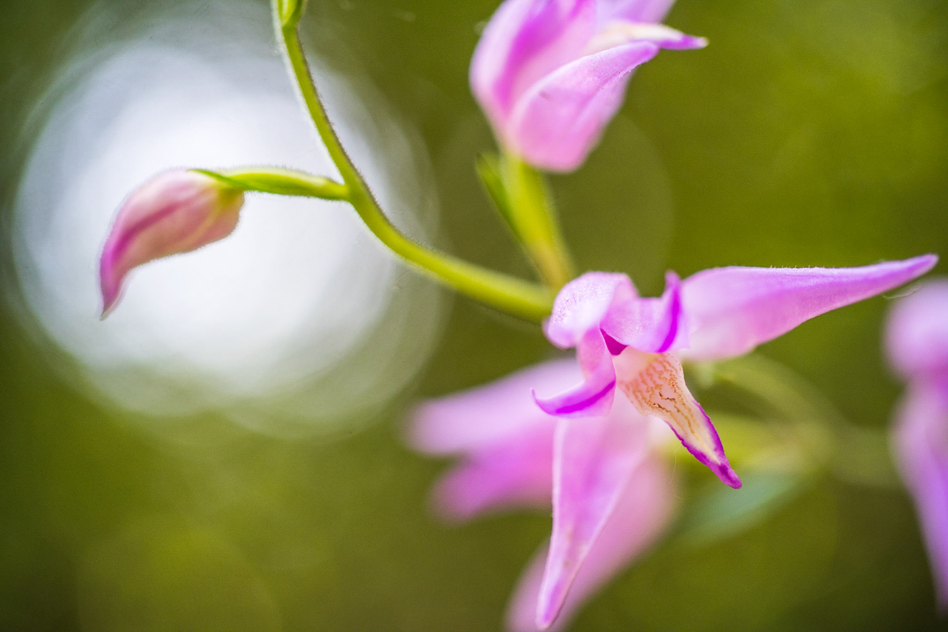 Rred helleborine (Cephalanthera rubra)
