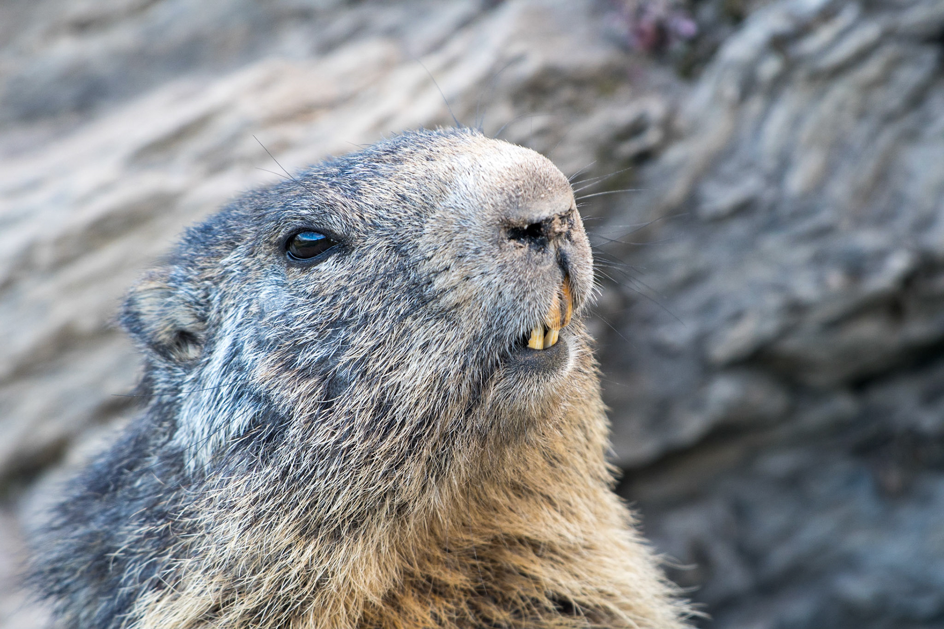 Alpine marmot (Marmota marmota)